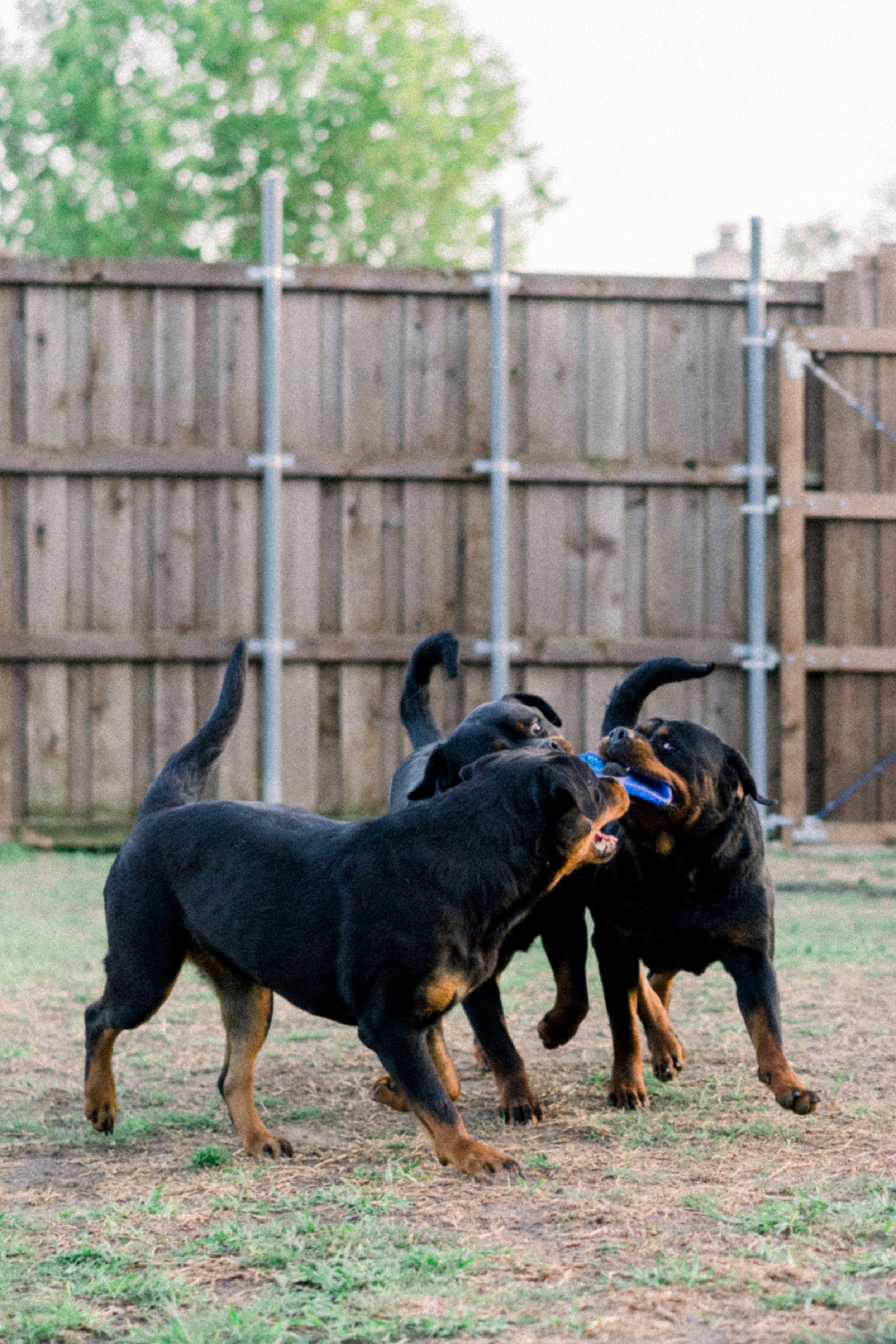 Serbian rottweiler vs German rottweiler