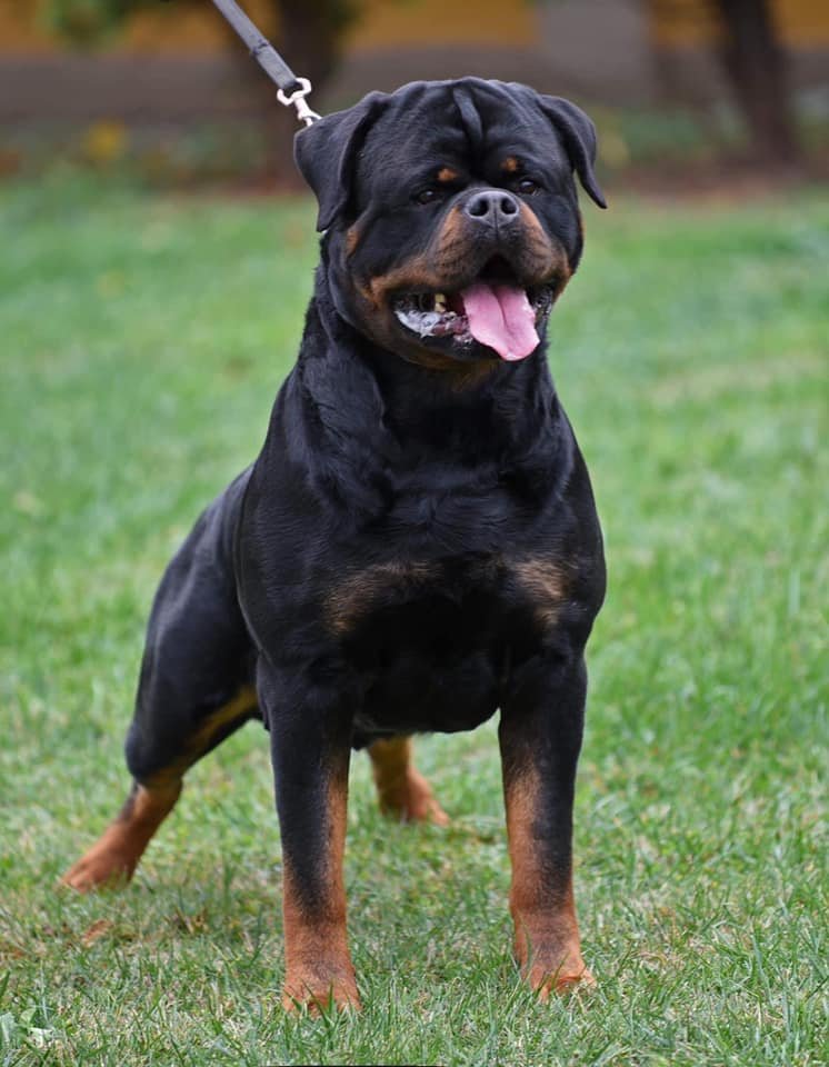 Doctor Timit Tor Rottweiler