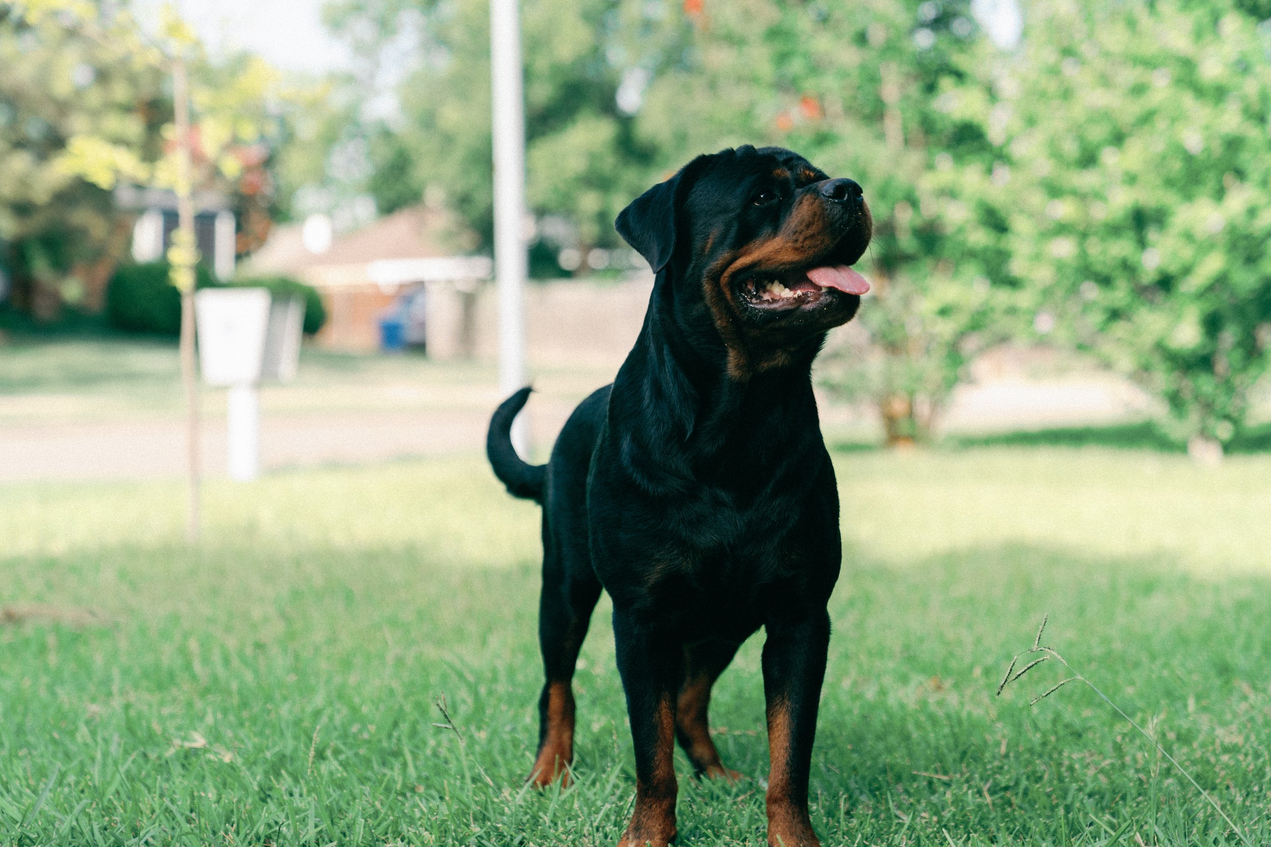 Do Rottweilers Shed?