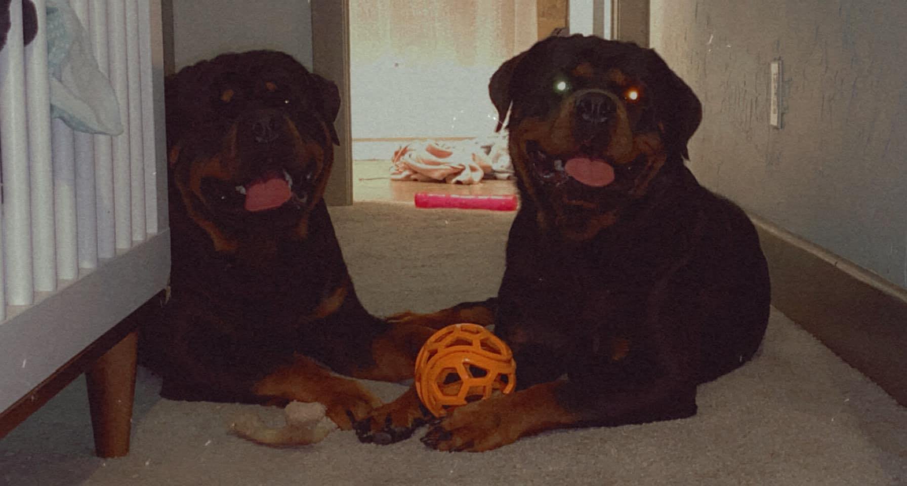 Why do German Rottweilers look much better than the average American Rottweiler?