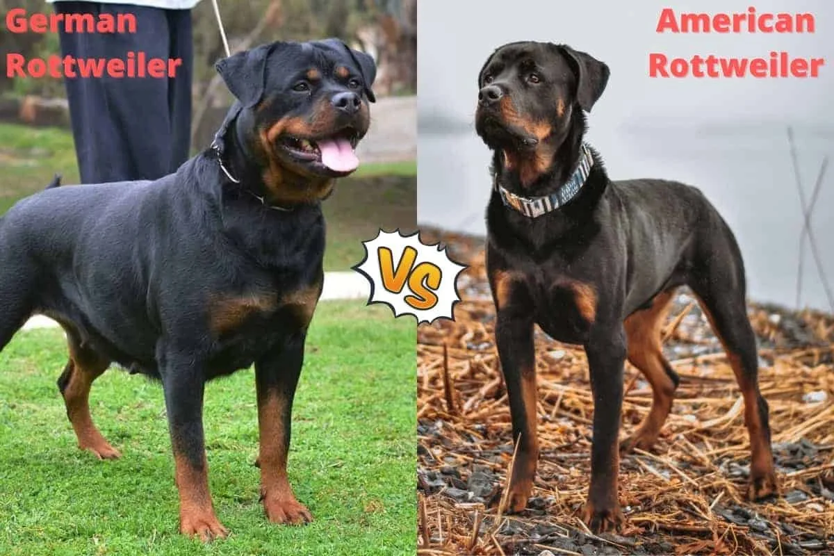 German Vs American