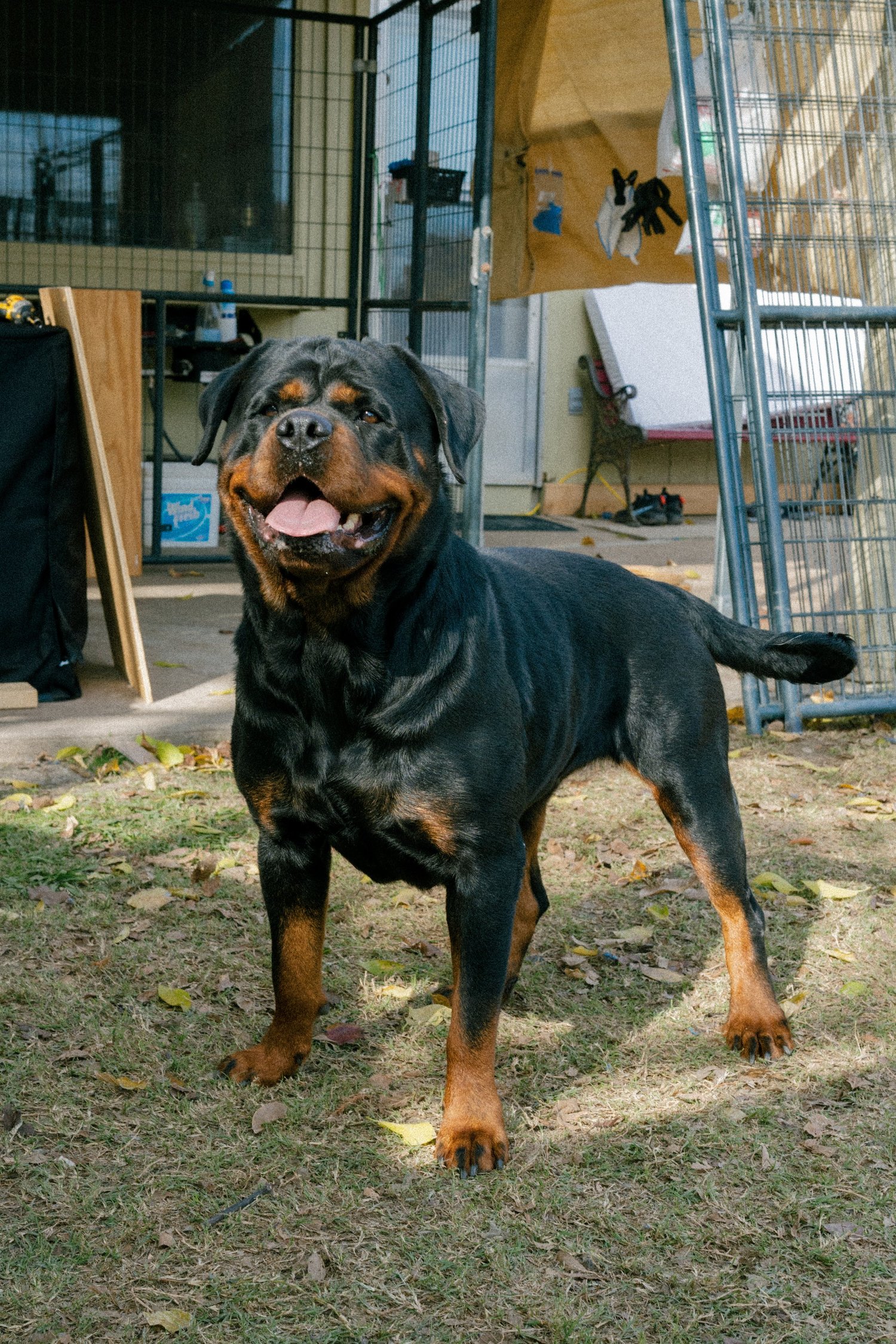 DNRottweilers inc - Serbian Rottweiler Puppies For Sale, Rottweiler ...