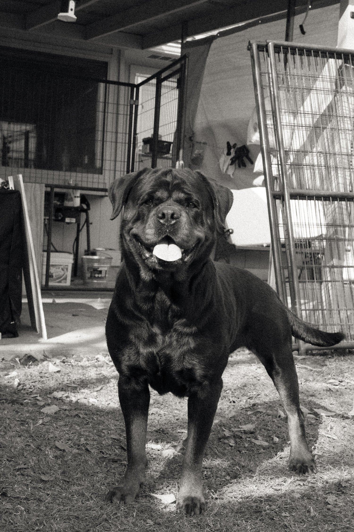 DNRottweilers inc - Serbian Rottweiler Puppies For Sale, Rottweiler ...