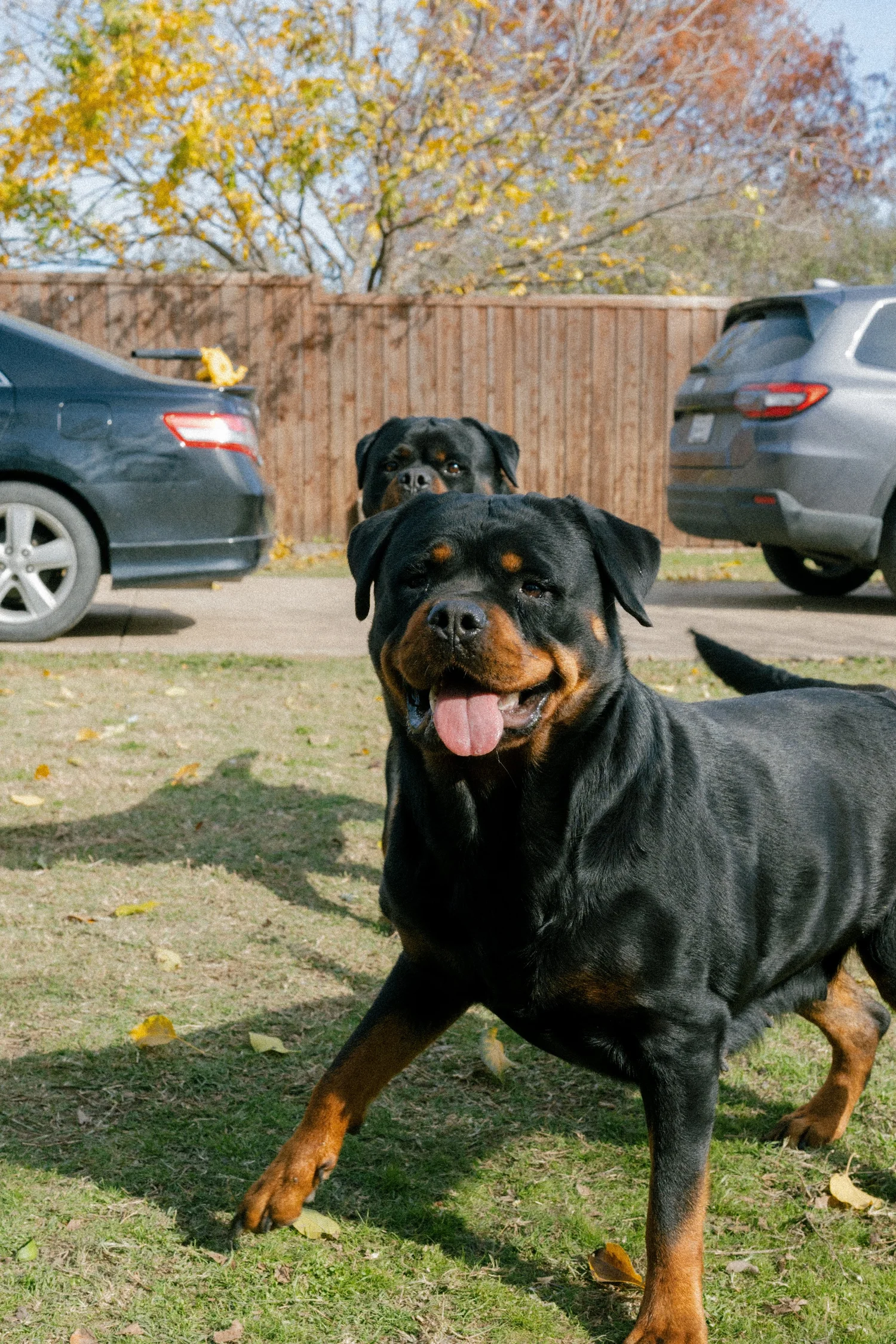 DNRottweilers inc - Serbian Rottweiler Puppies For Sale, Rottweiler ...