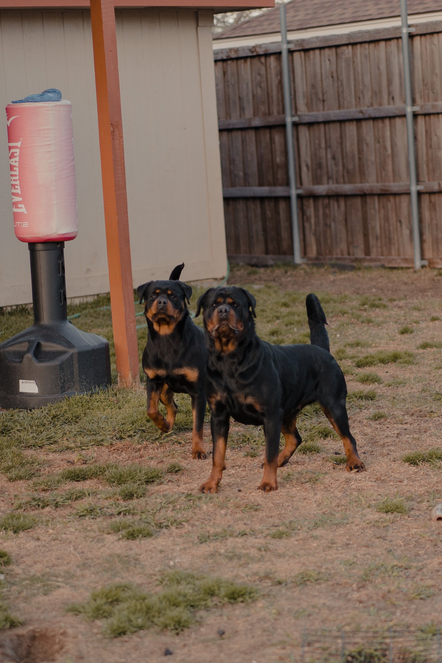 Serbian Line Rottweiler DNRottweilers inc - Serbian Rottweiler Puppies For Sale, Rottweiler ...