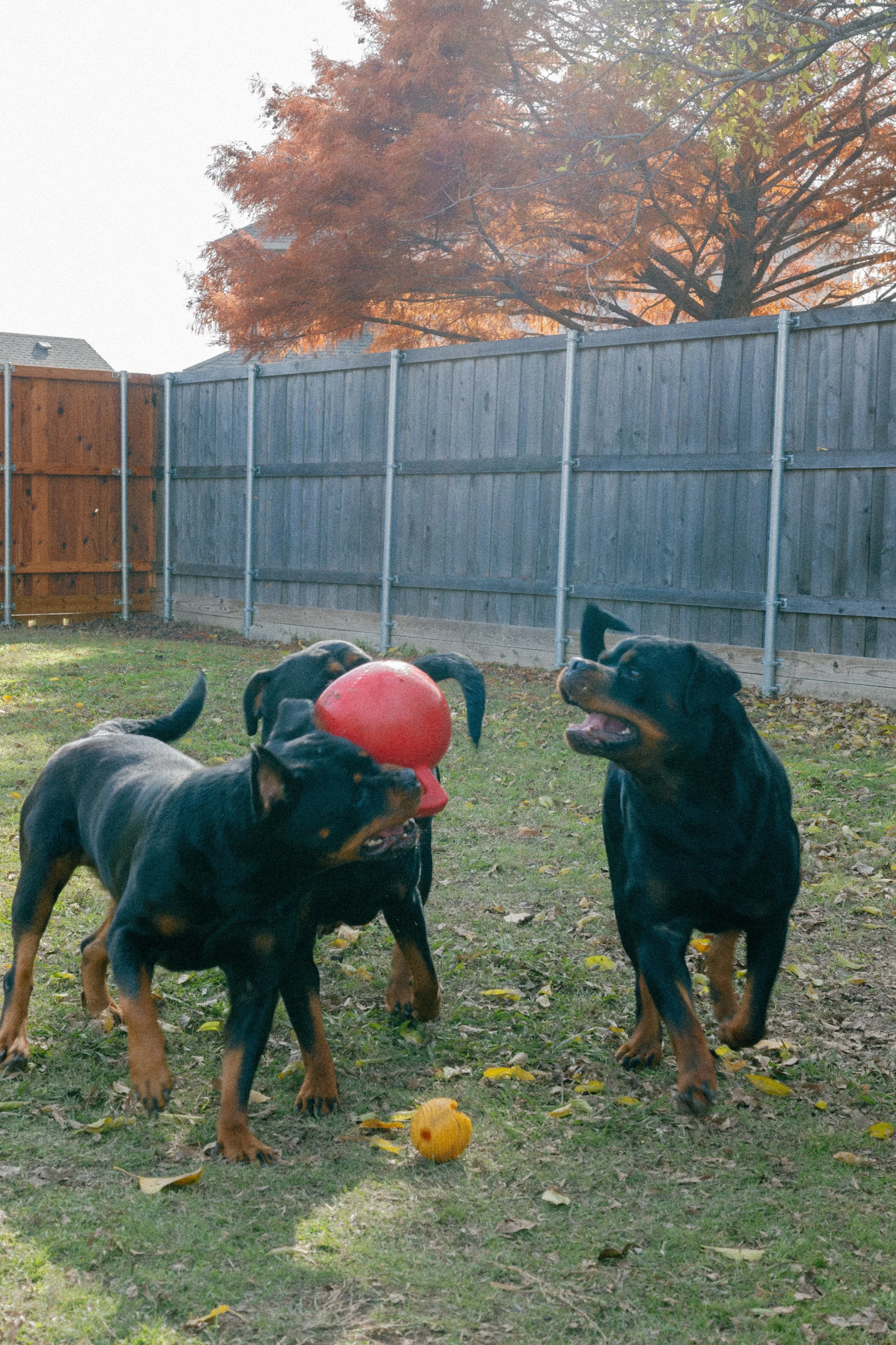 my dogs-23.jpg