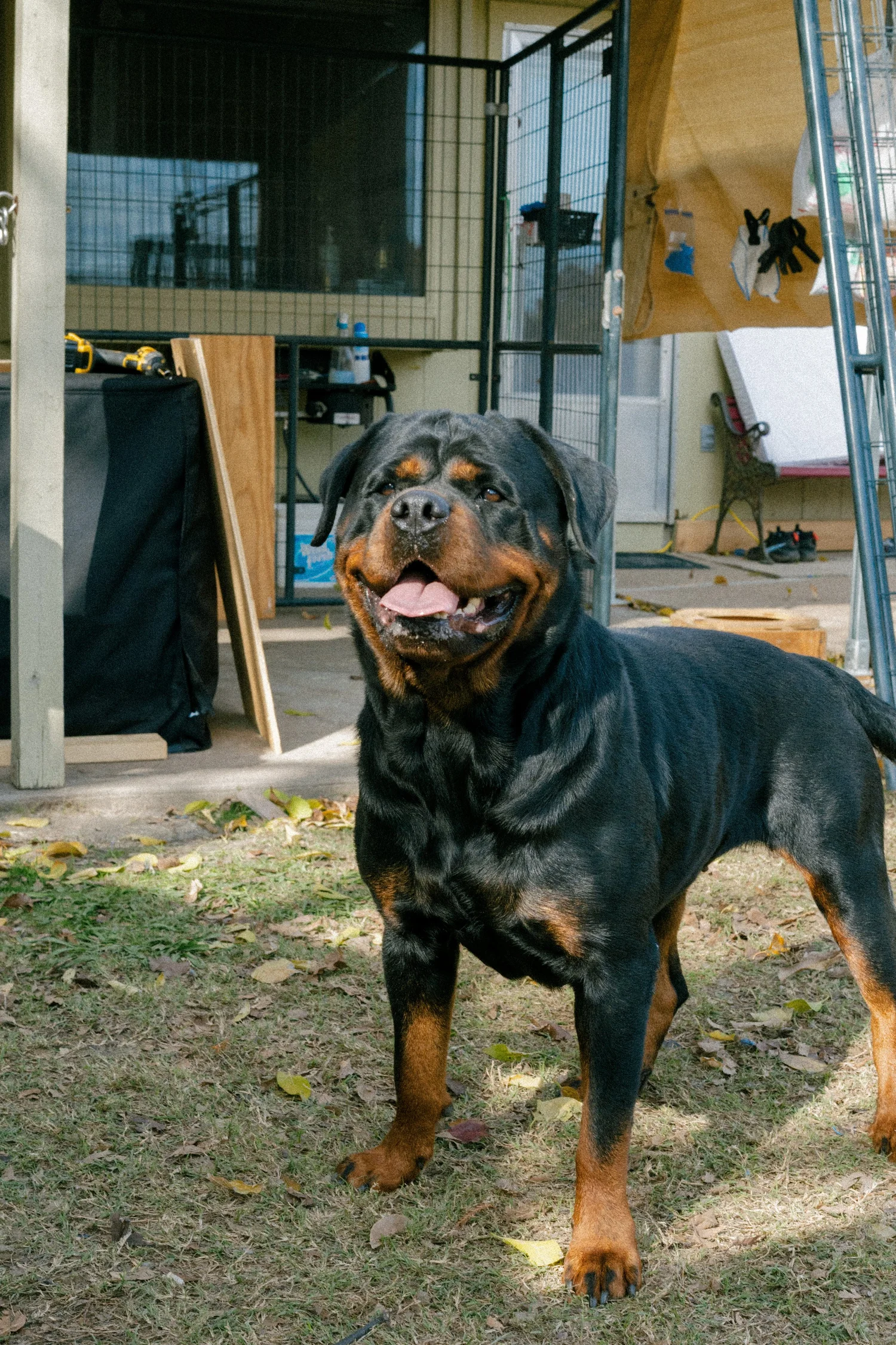 DNRottweilers inc - Serbian Rottweiler Puppies For Sale, Rottweiler ...