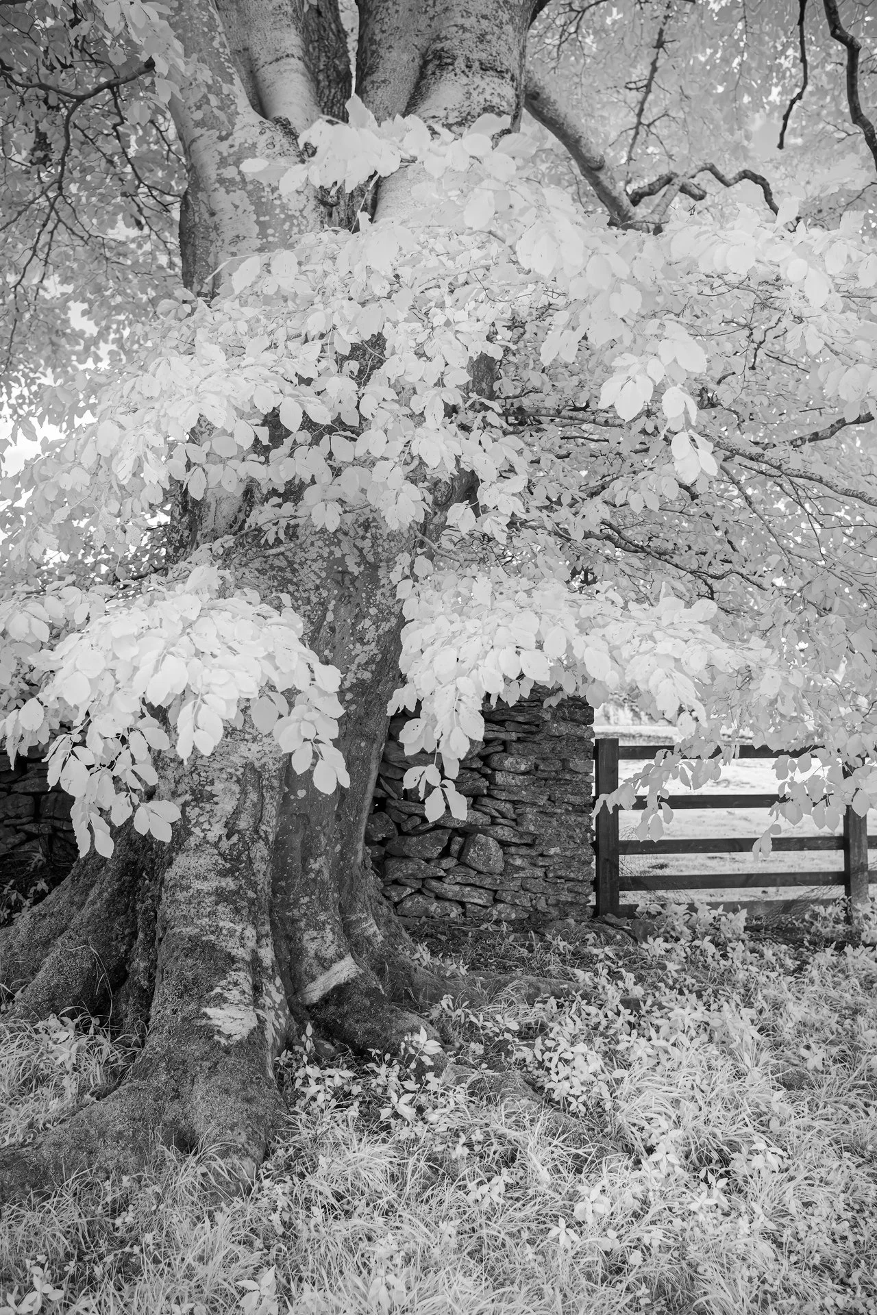 Infrared - Leyburn N Yorkshire 