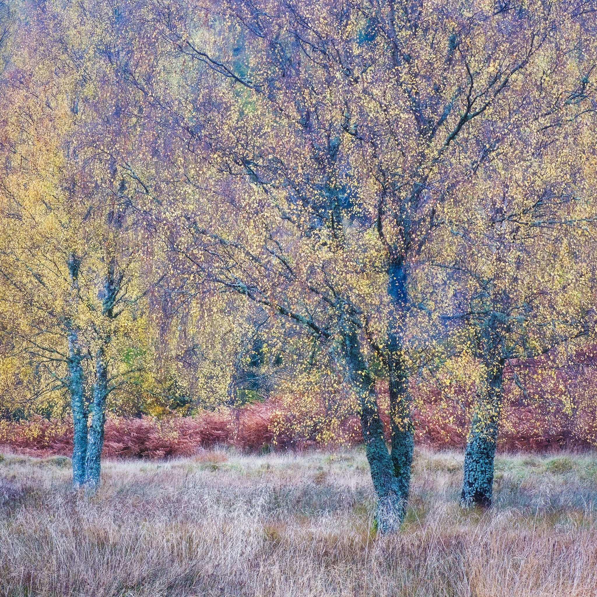 tummel trees DSF9713-sharpened.jpg