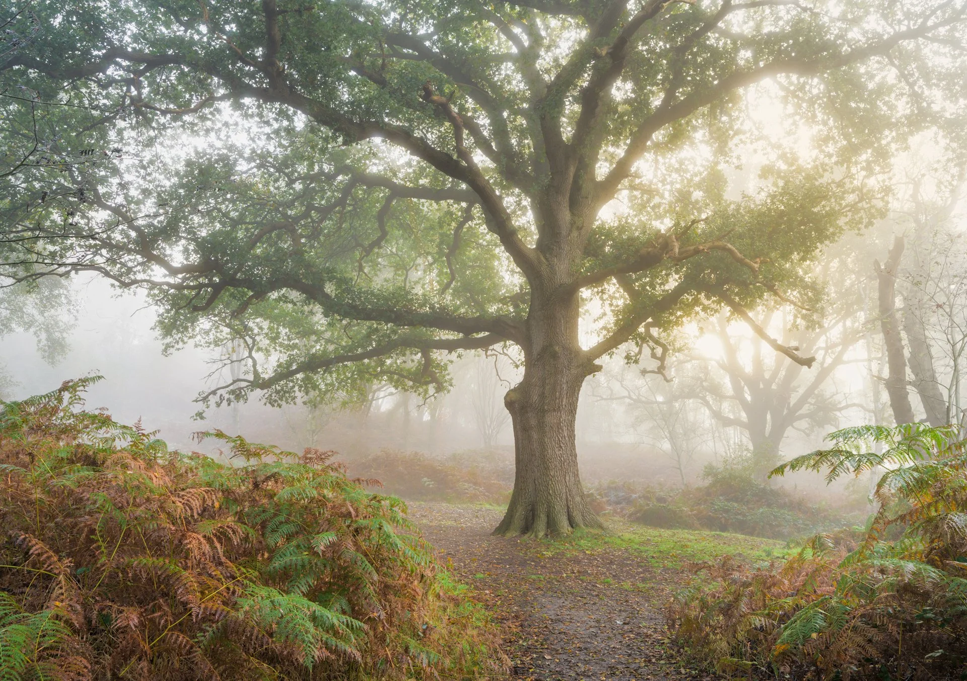 Oak and sun - Suffolk woodland 