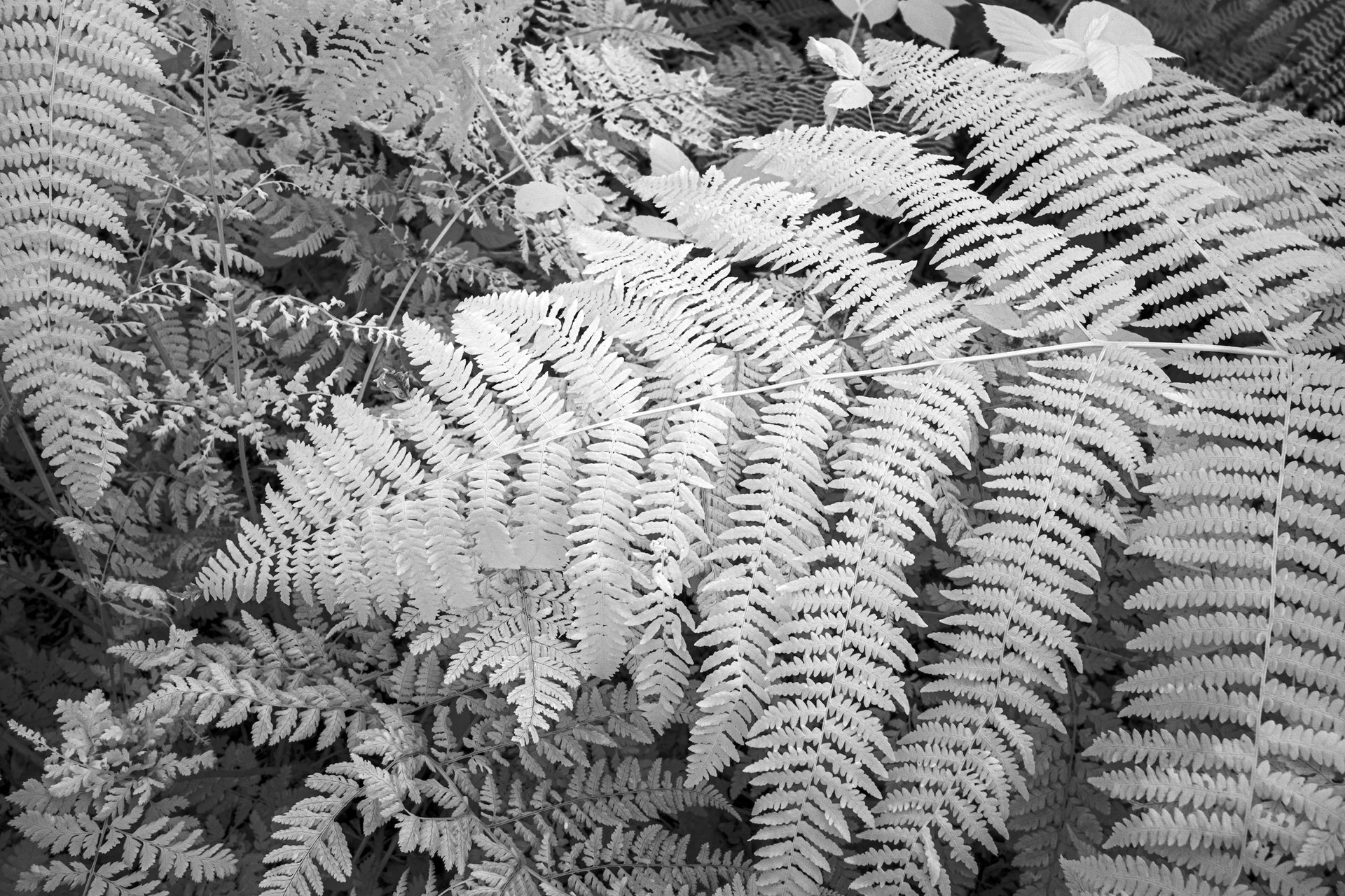 Summer ferns - North Yorkshire 