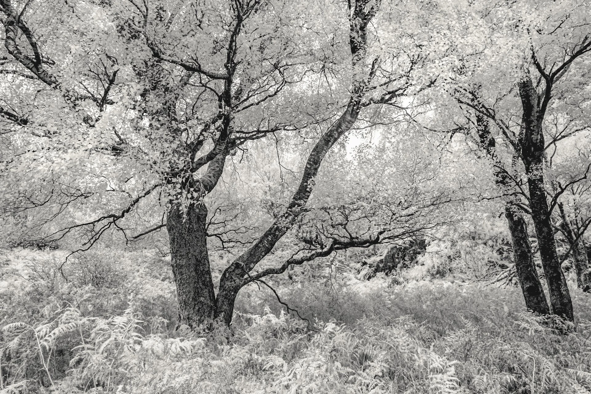 Borrowdale -The Lake district 