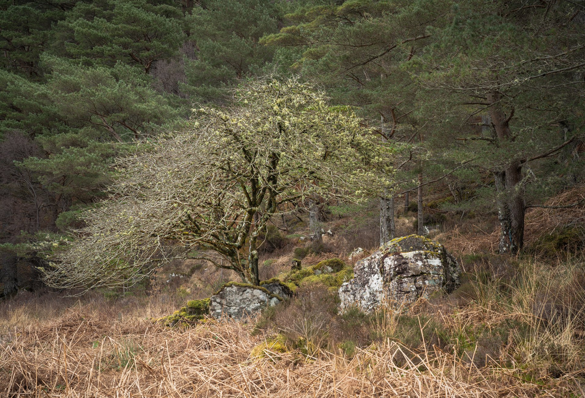Near Sheildaig Scotland 