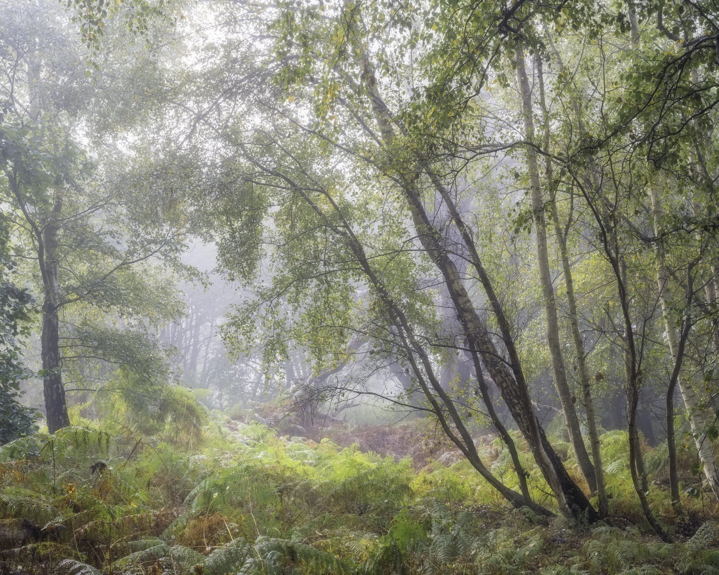 Morning light Suffolk woodland 