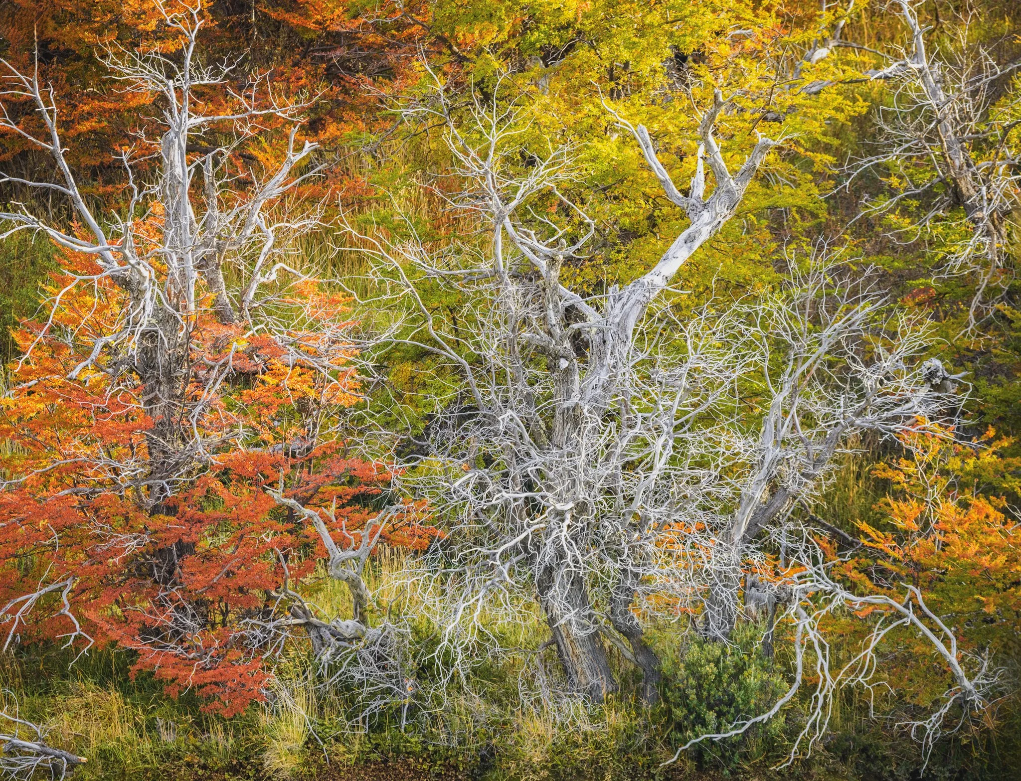 Those dead trees Patagonia Chile 