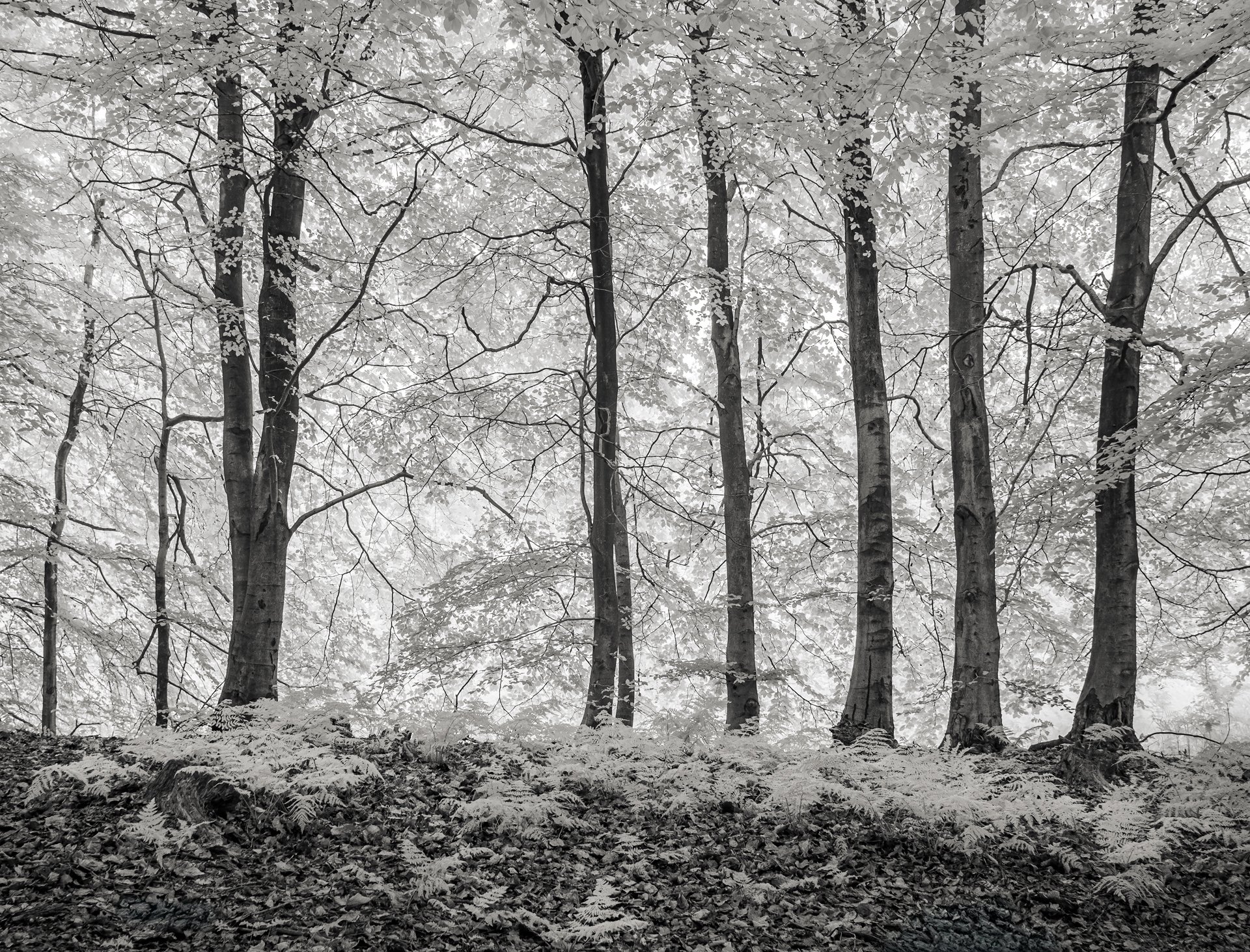 All in a row Leyburn North Yorkshire 