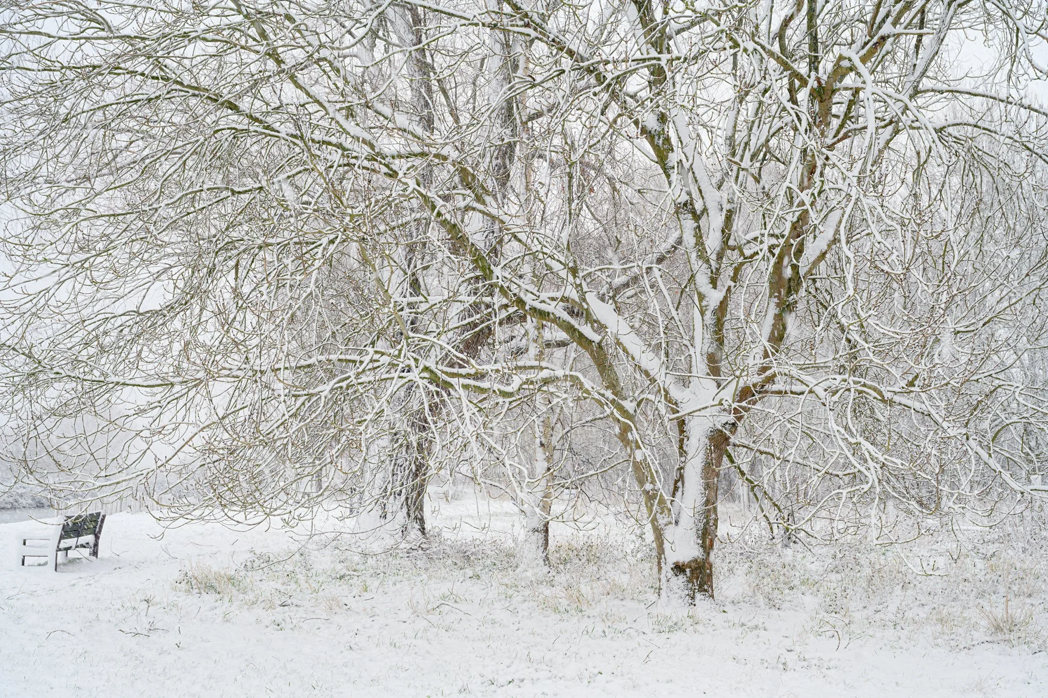 Loddon snowfall 