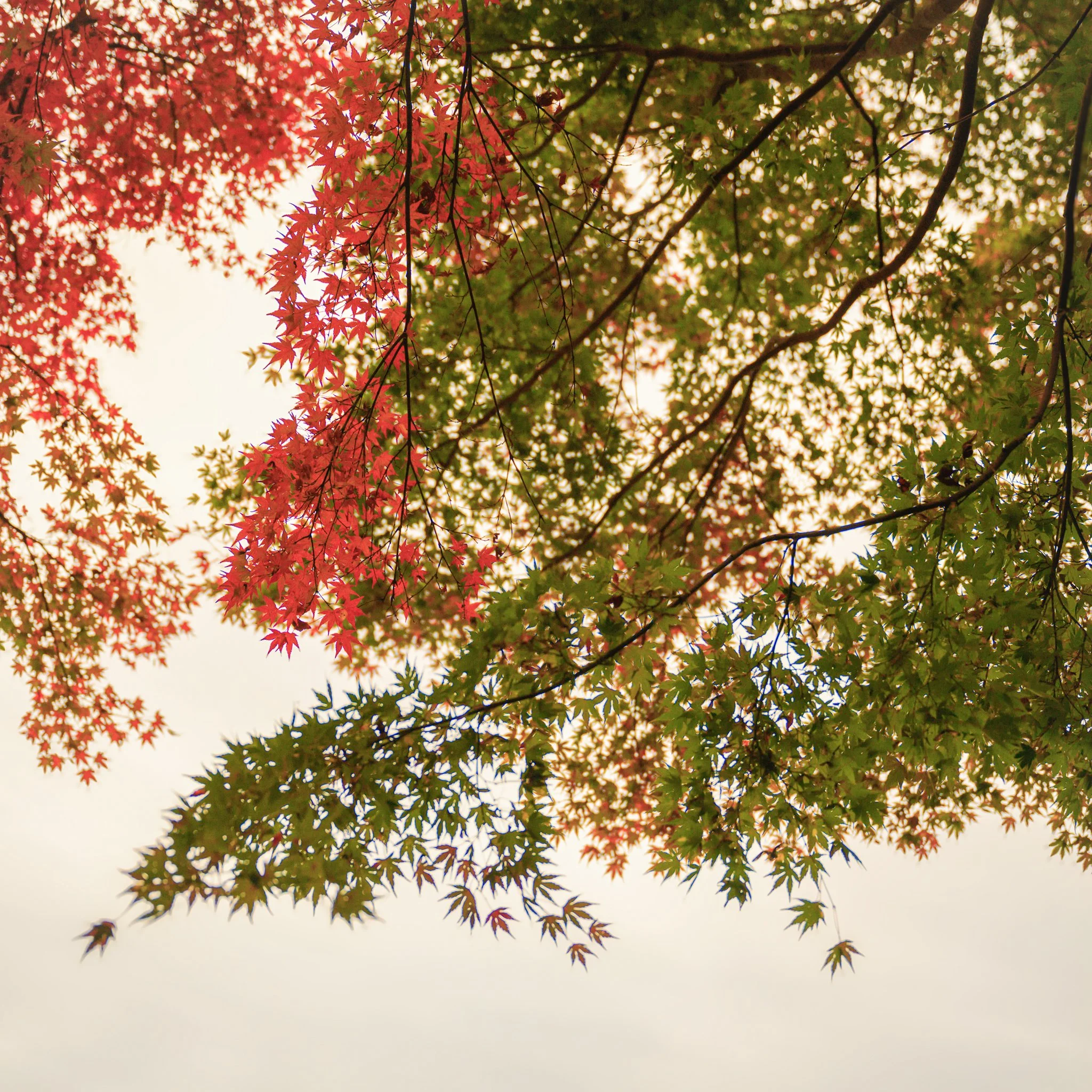 Maples-Japan 