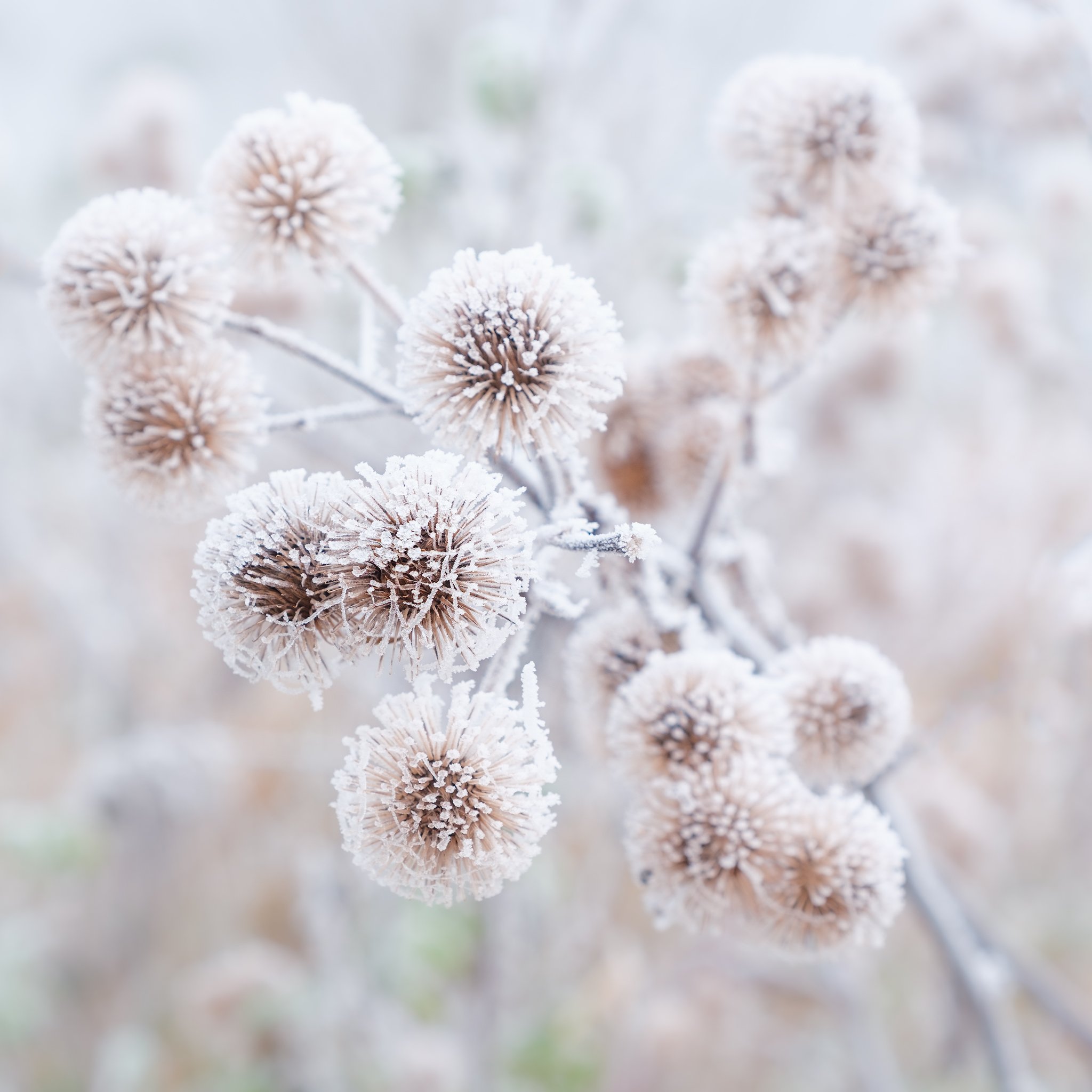 Frozen Beauty