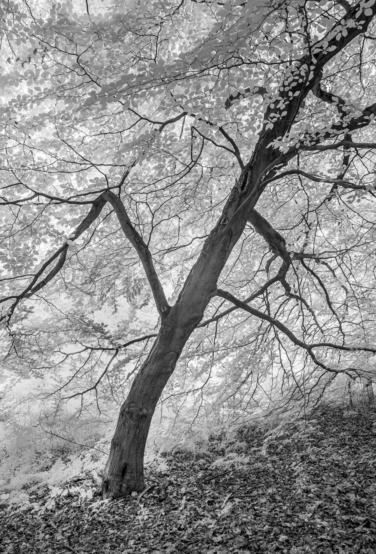 Diagonal Masham Yorkshire 