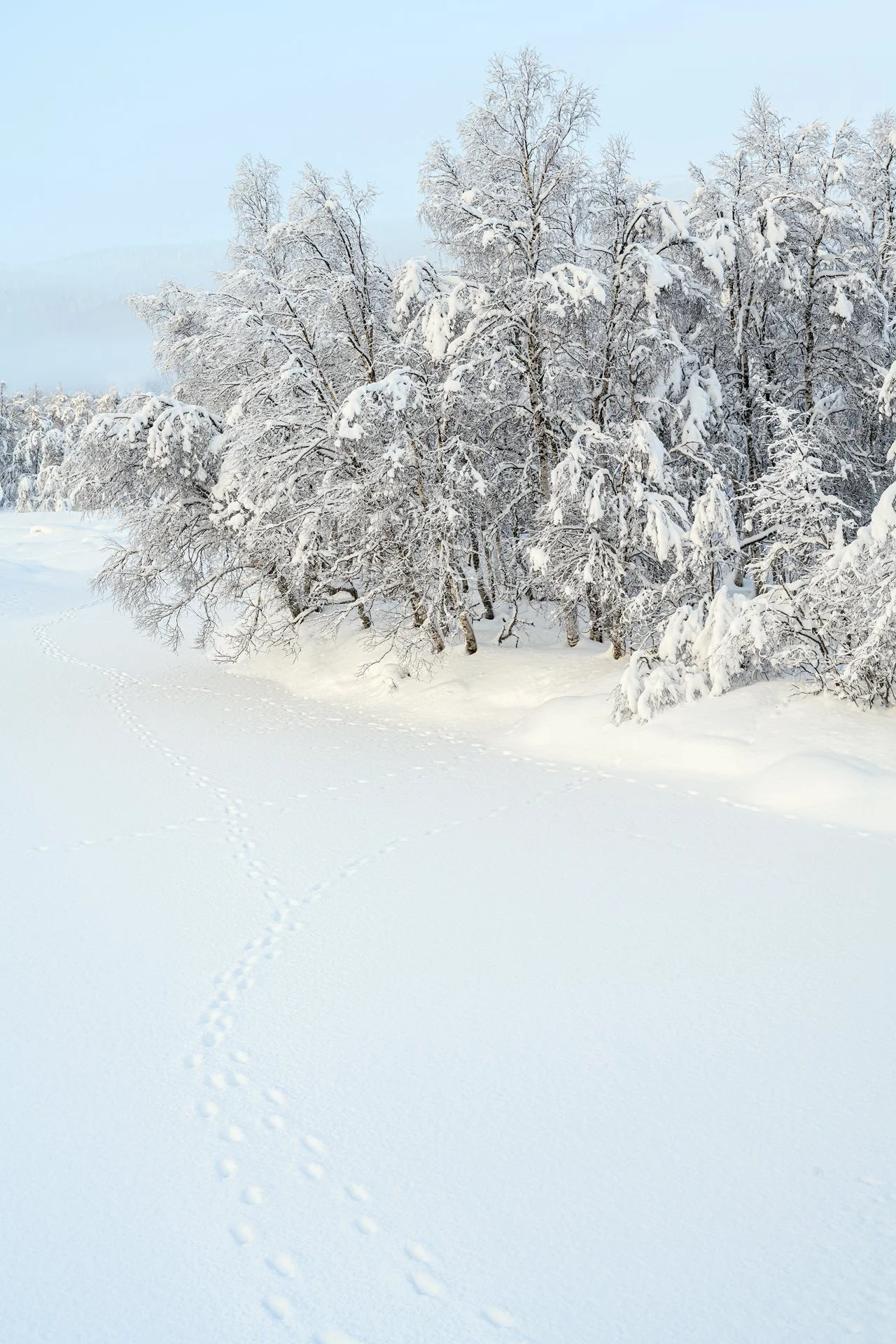 The trees and the foot prints - Senja Norway 