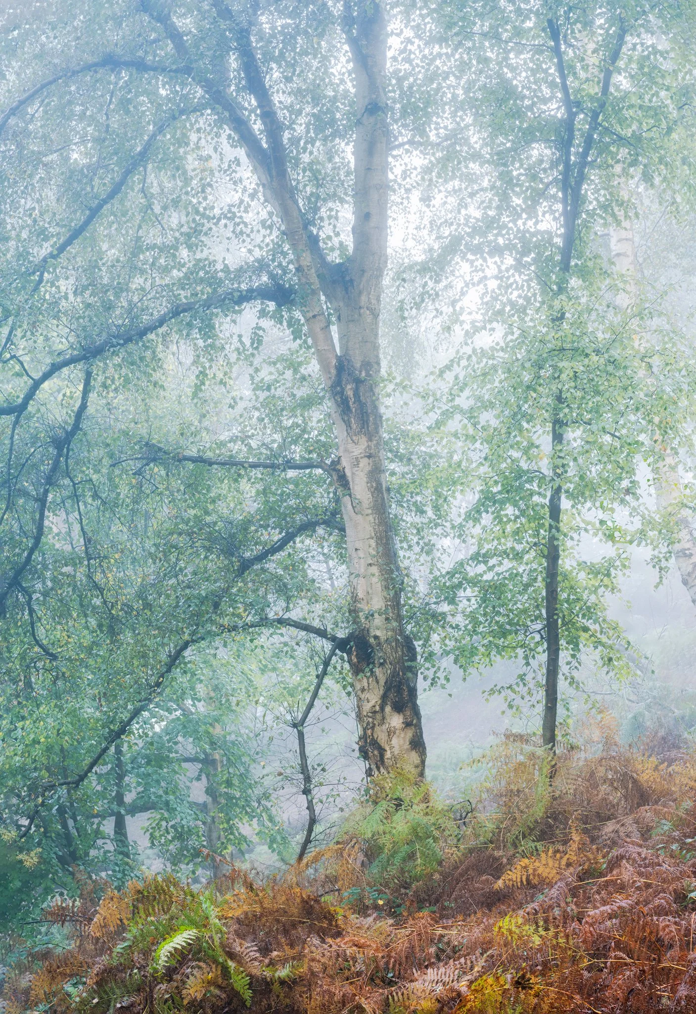 Mist and Birch Suffolk 
