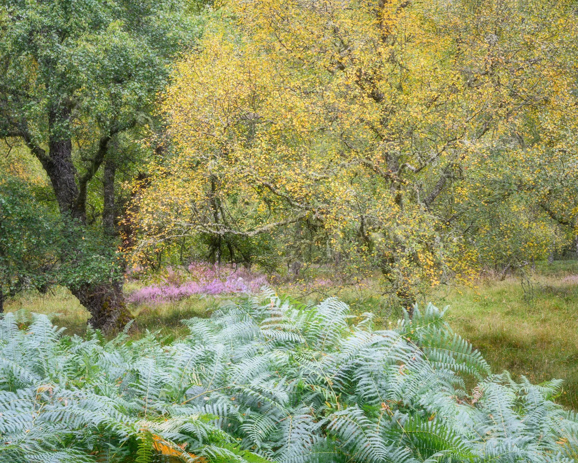 Nairnshire,Scotland -summer ends 