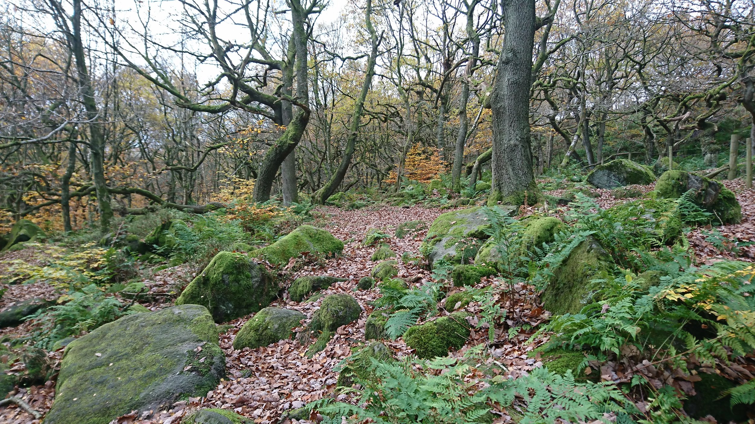 A Fox House Classic - Longshaw, Padley Gorge and Millstone Edge
