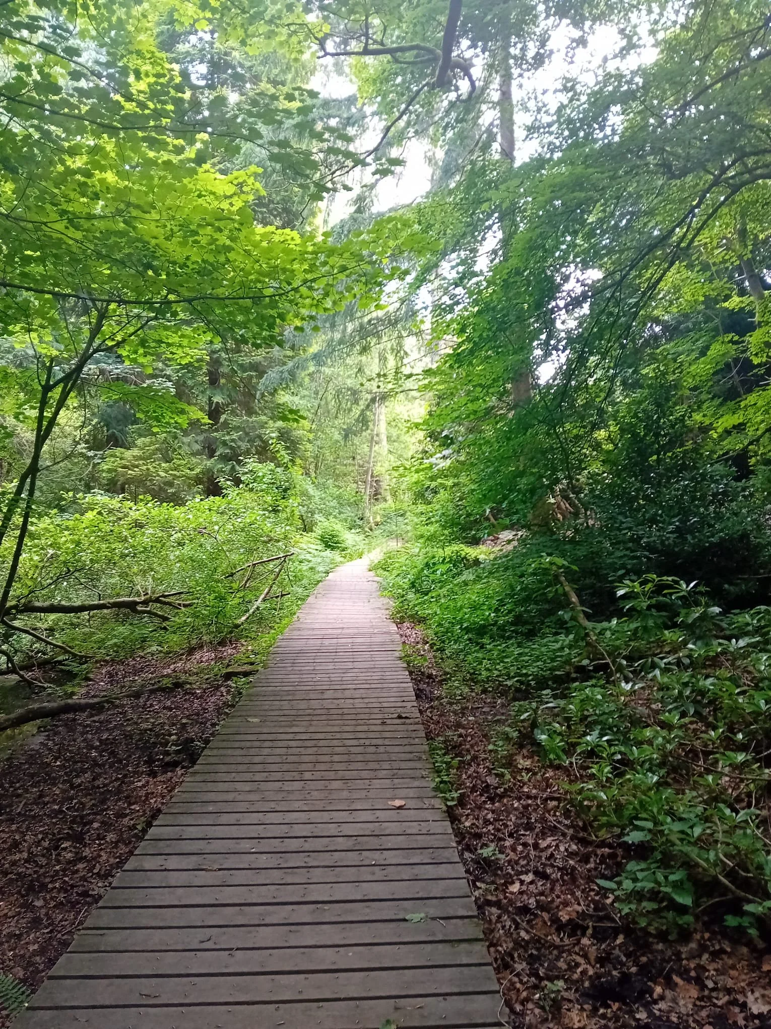 Walking Through Sheffield Parks