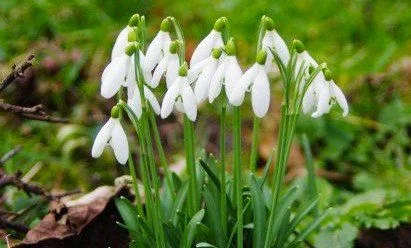 Harboro-ing a Secret among the Snowdrops