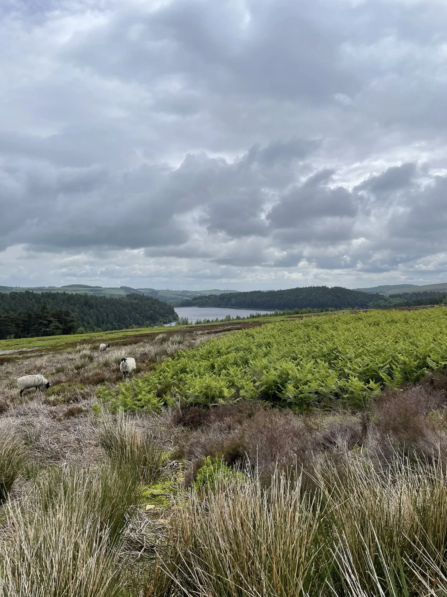 Langsett