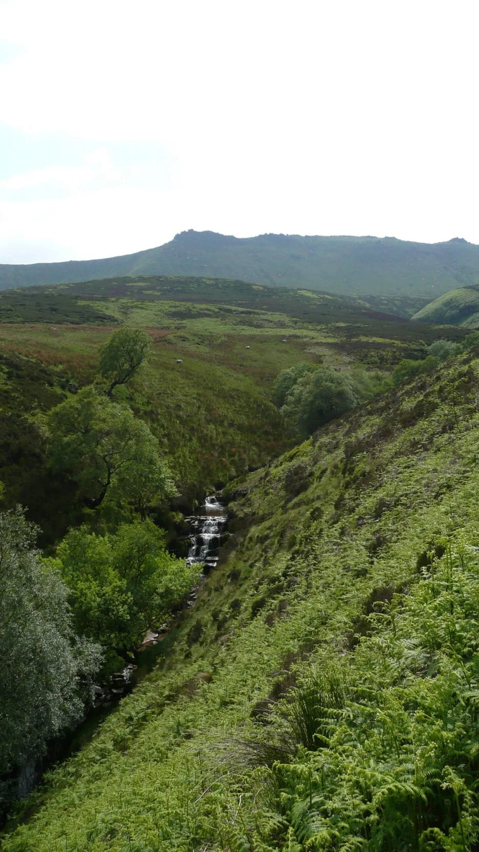 A Midsummer Nice Stream