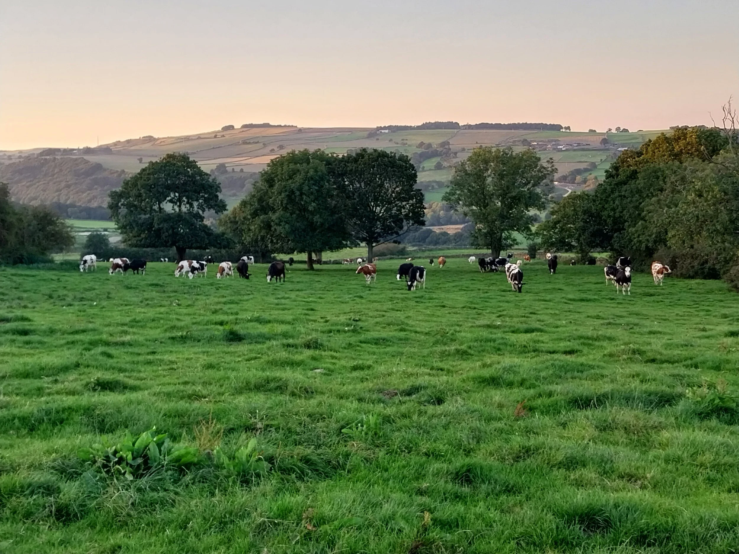 Malin Bridge to Our Cow Molly (Circular)