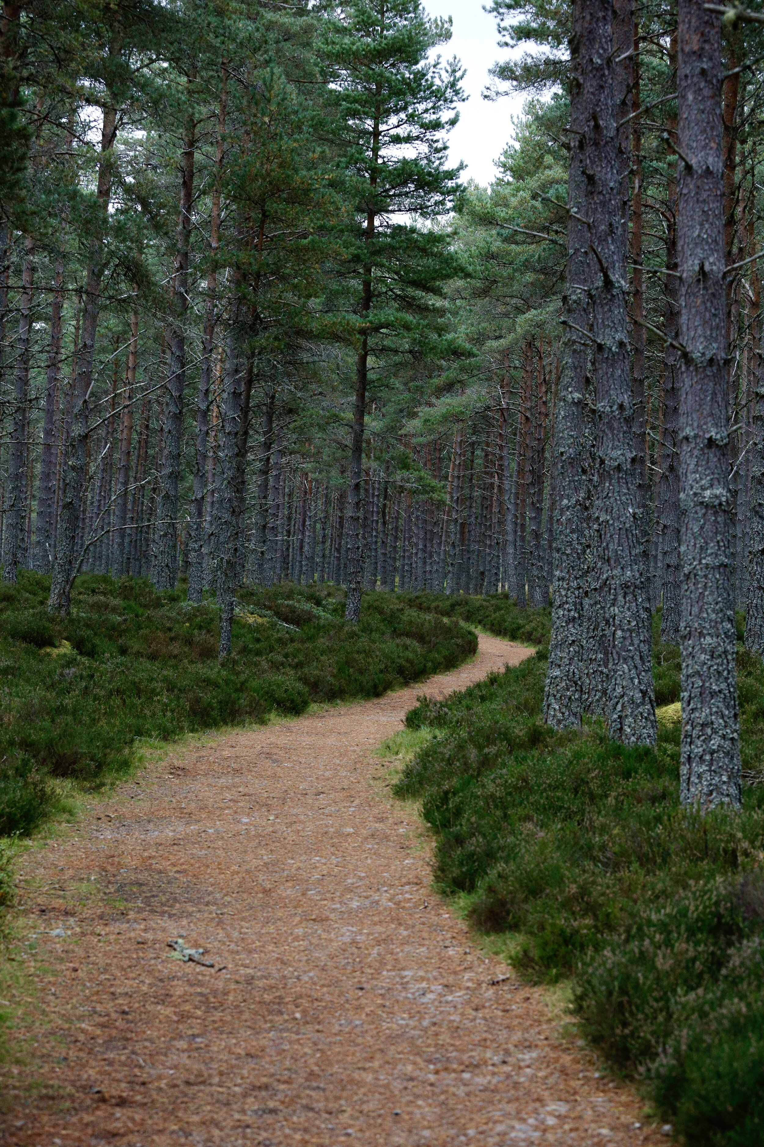 Cairngorms: September 2021