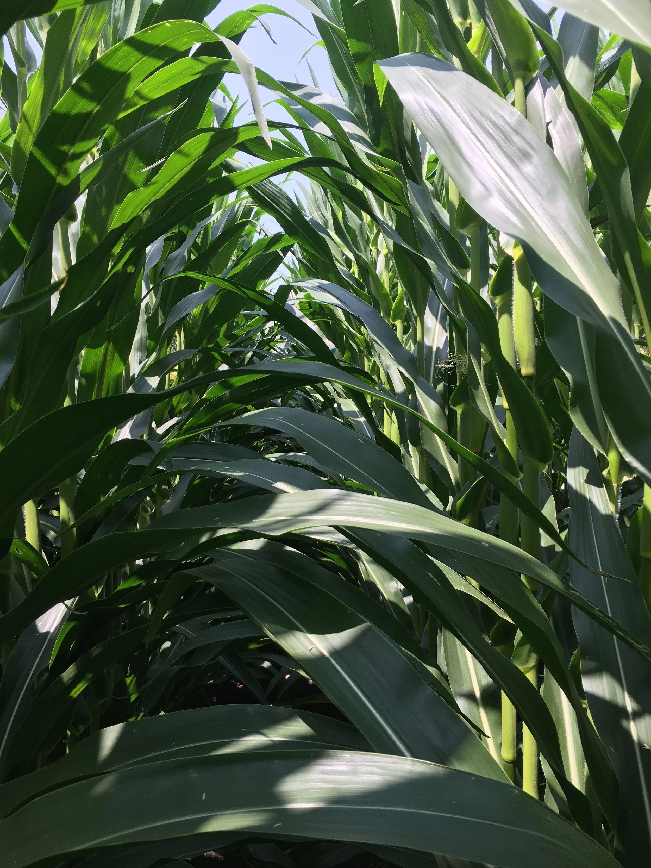 Corn Tunnel.jpeg