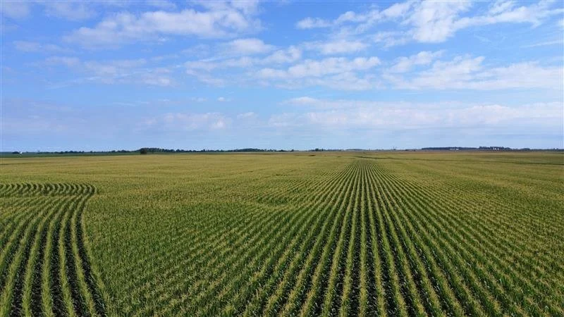 Corn from up high.jpeg