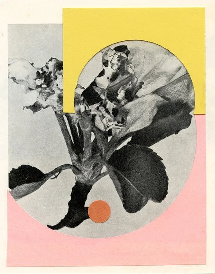 2021723162820599-1626782921876-forbidden-fruit002.jpg-square.jpg