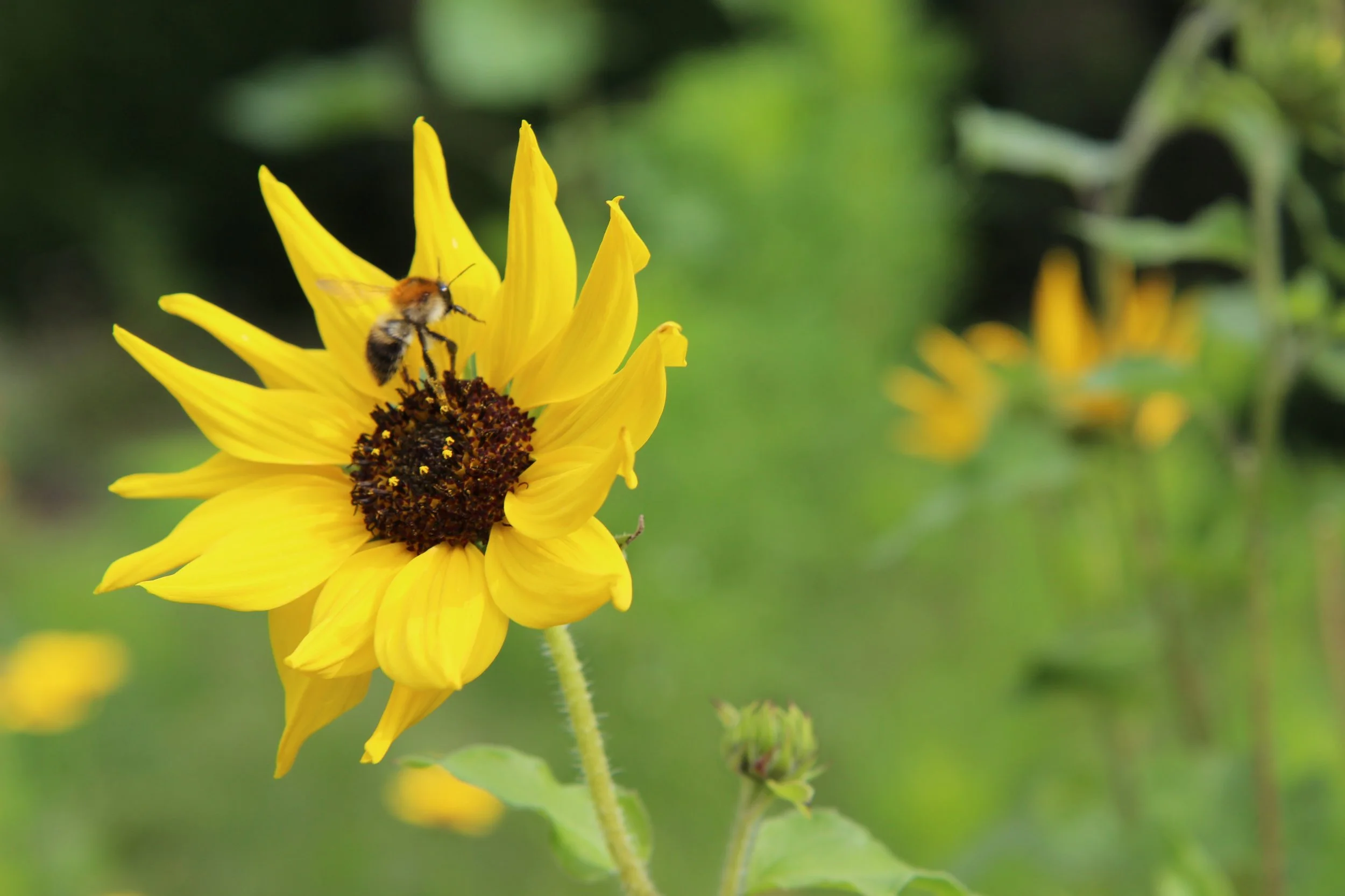 Lente in de guislaintuin