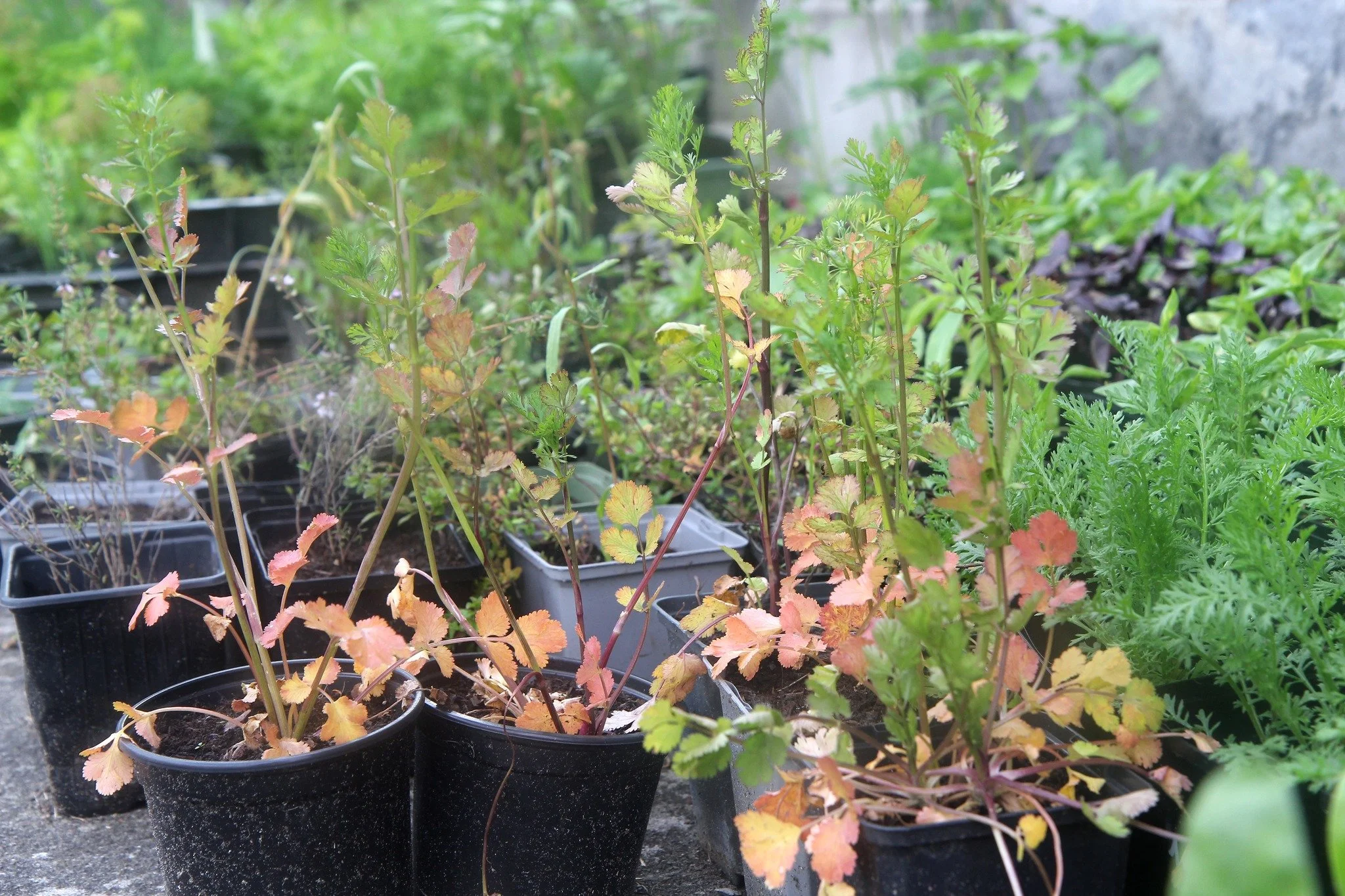De plantjes staan klaar! 🌞🌻🐝

Weekendplannen nodig? Fleur je tuin, terras of koer op met plantjes gekweekt in onze kruidentuin: kruiden, groenten en bloemen! Geniet achteraf van de zon in onze binnentuin op het terras van museumcaf&eacute; Het Bad