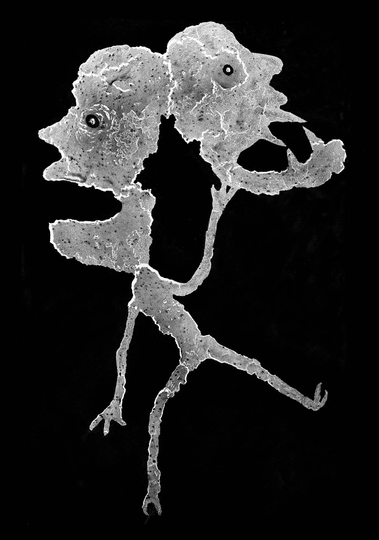 Schatten van vlieg: speurtocht Roger Ballen
