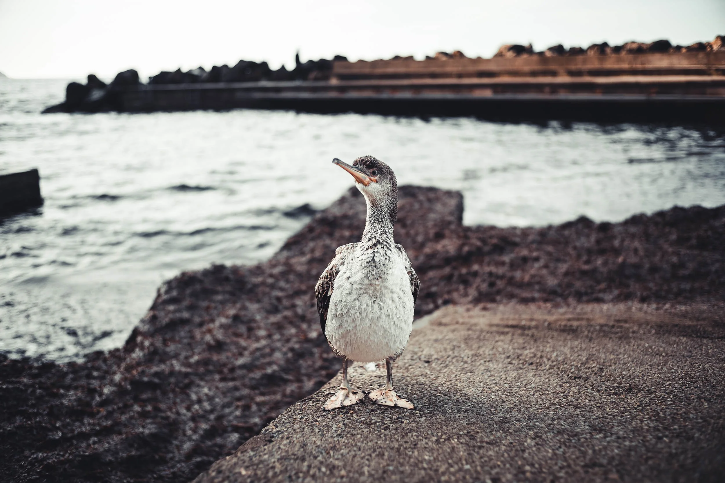SHAG