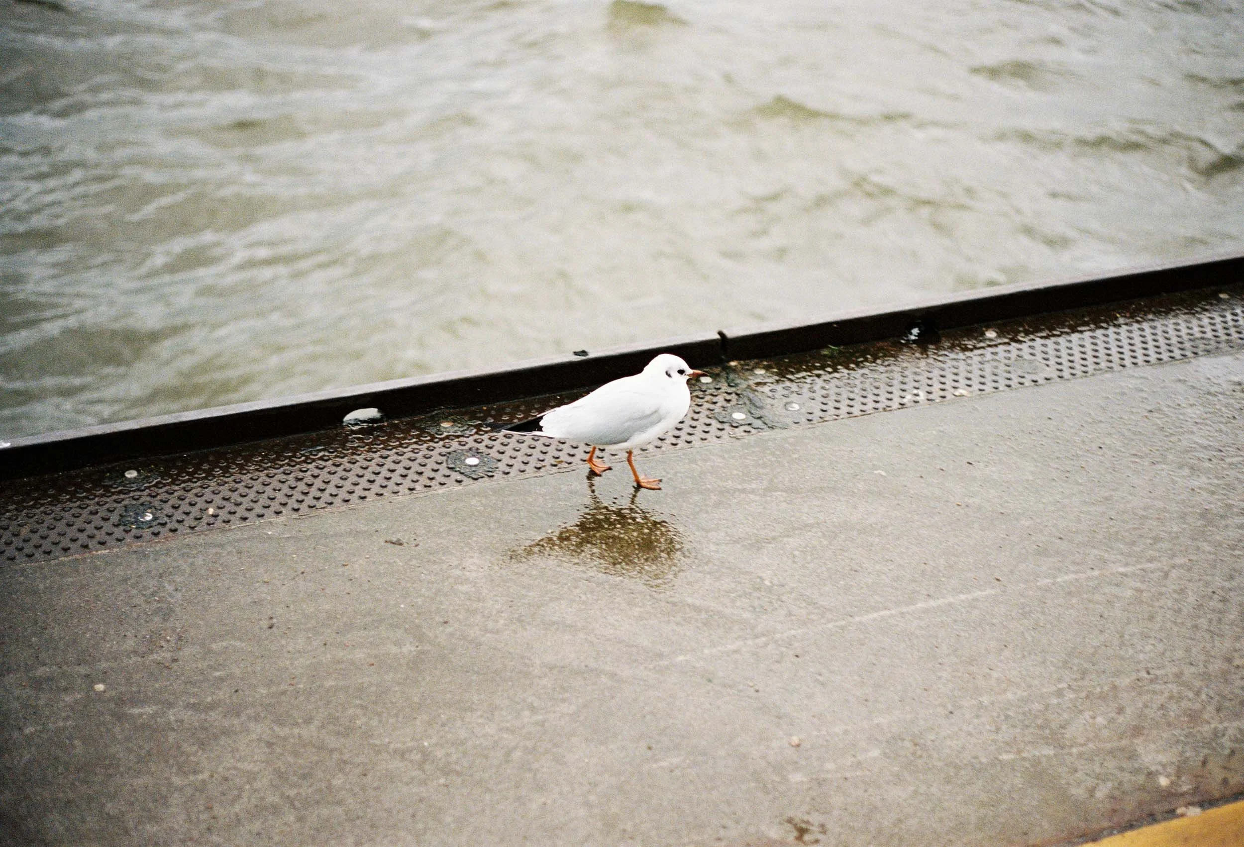 DEPRESSIVE SEAGUL