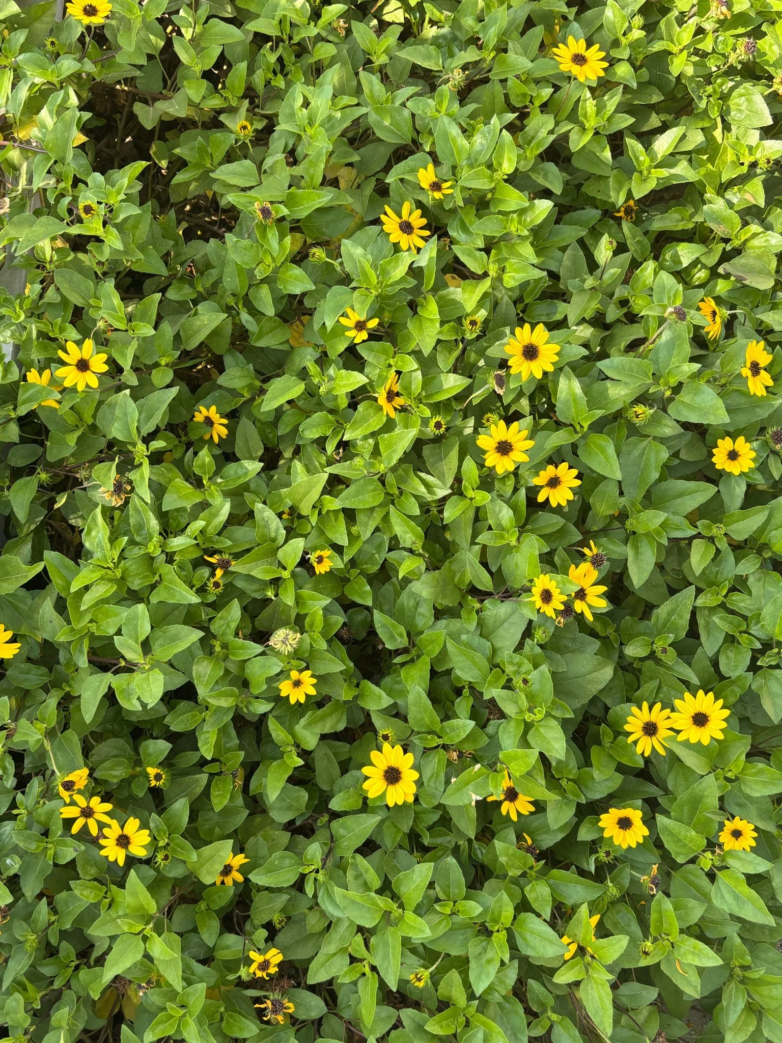 The Grass is Greener Where You Water It&nbsp;