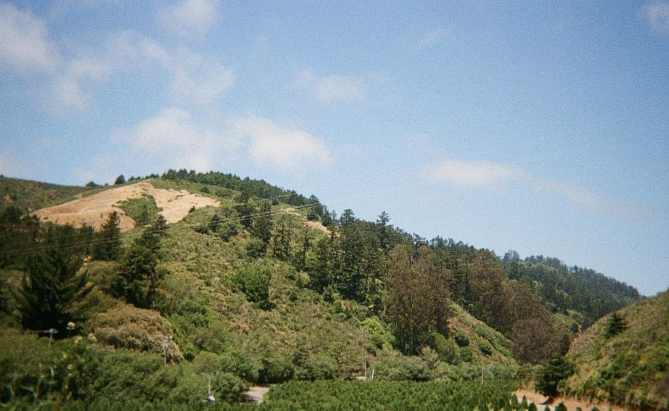 Beyond the Fig Tree: Living Without Fear