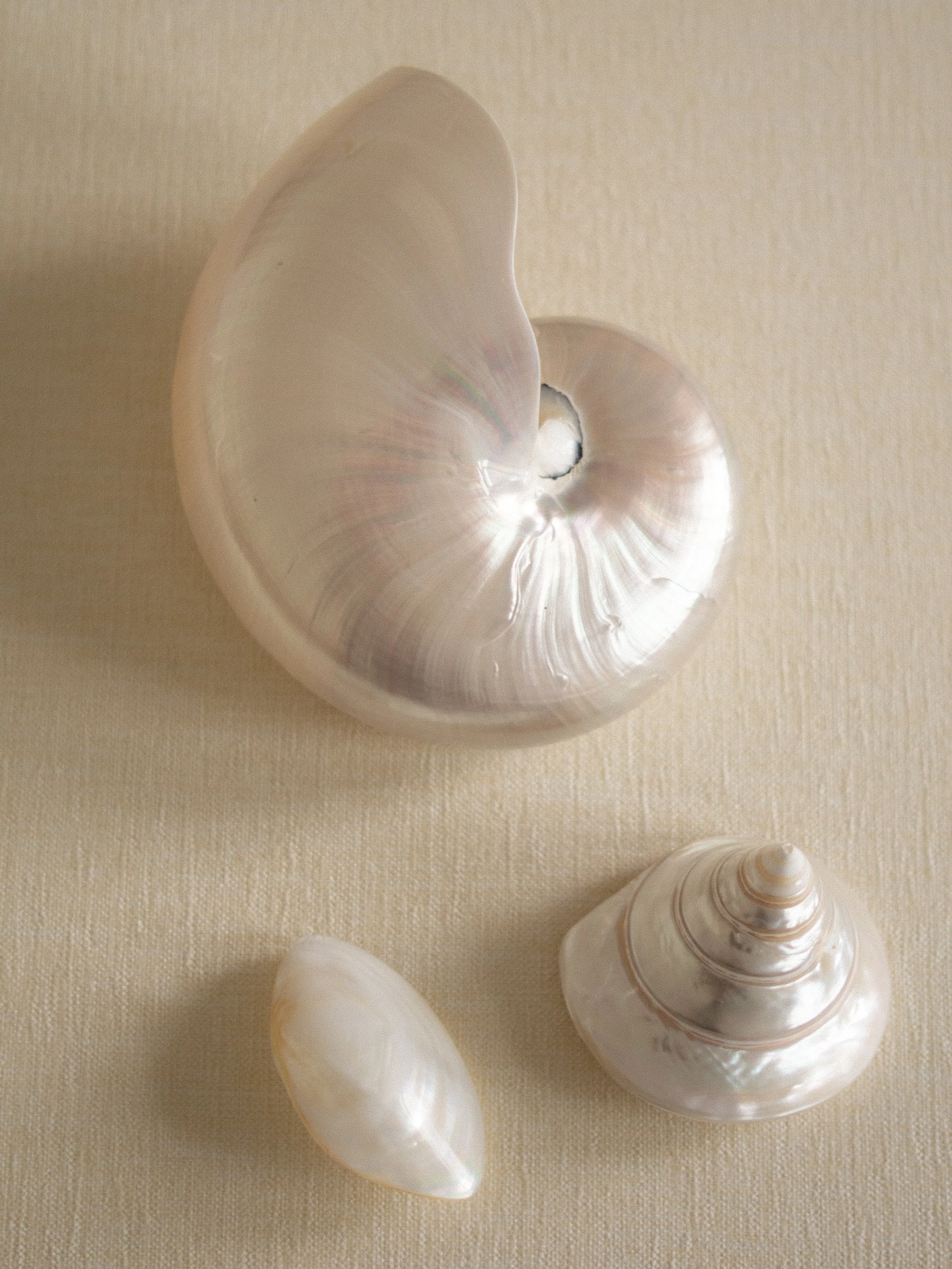 large-nar-shell-7.jpg