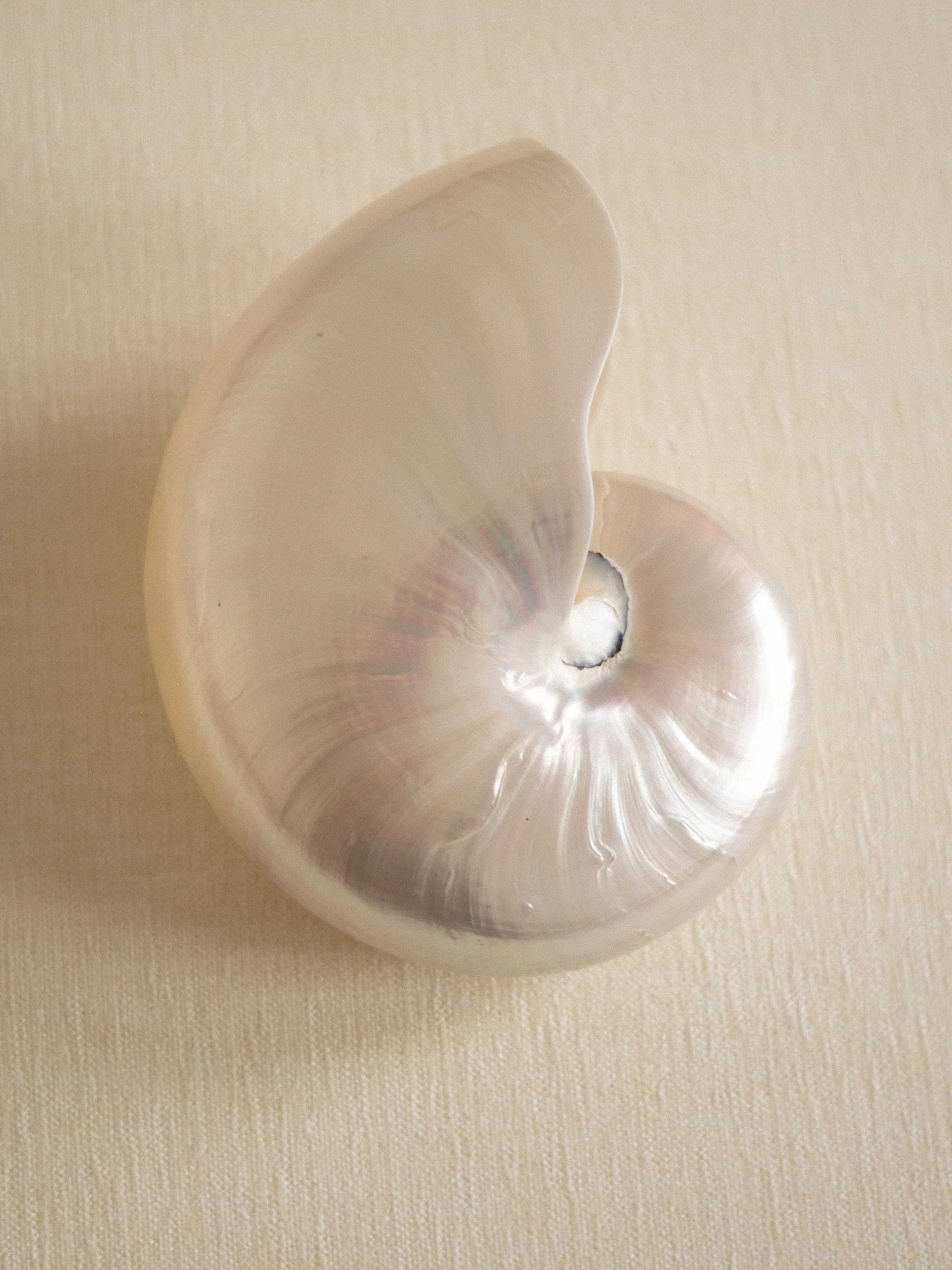 large-nar-shell-6.jpg
