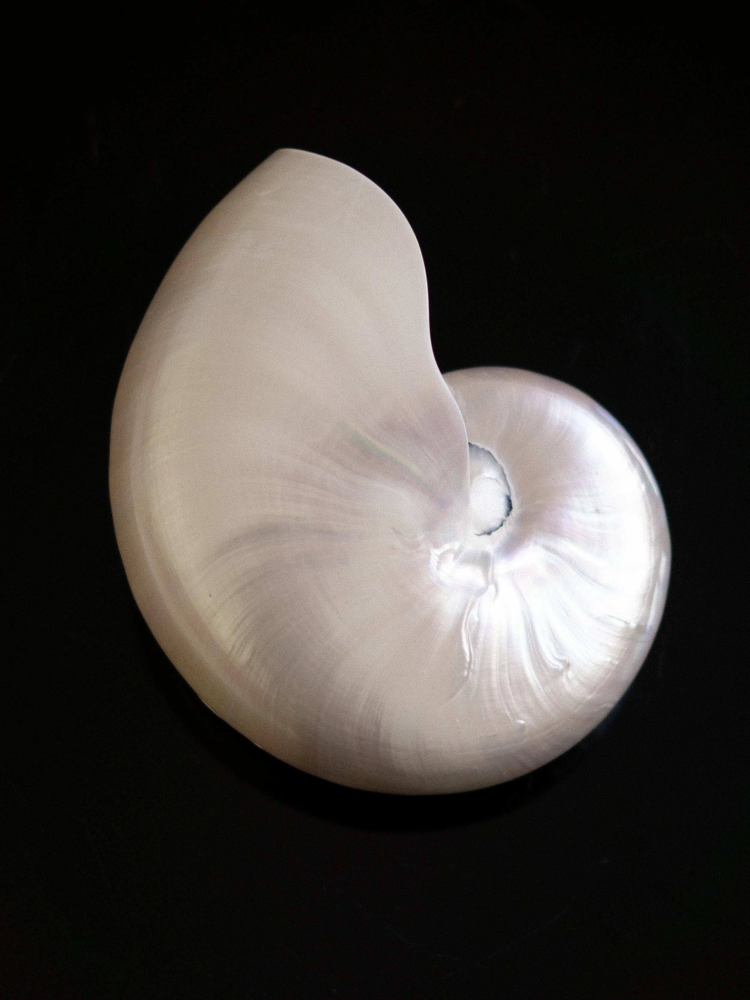 large-nar-shell-3.jpg