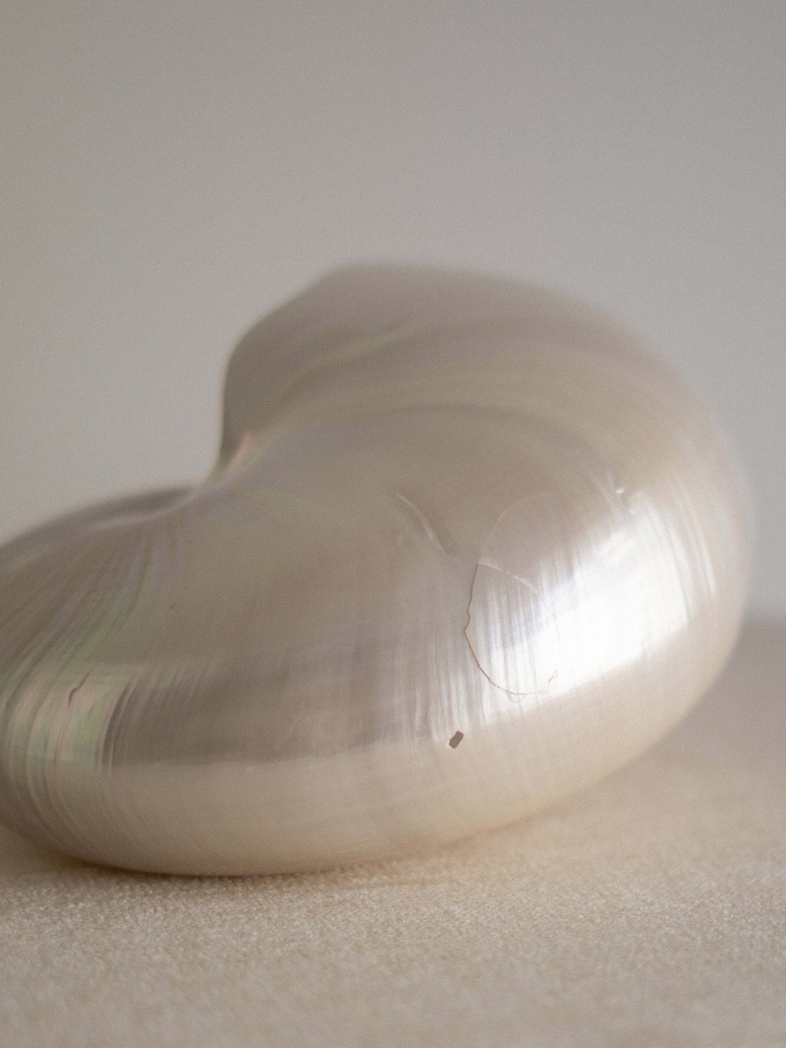 large-nar-shell.jpg