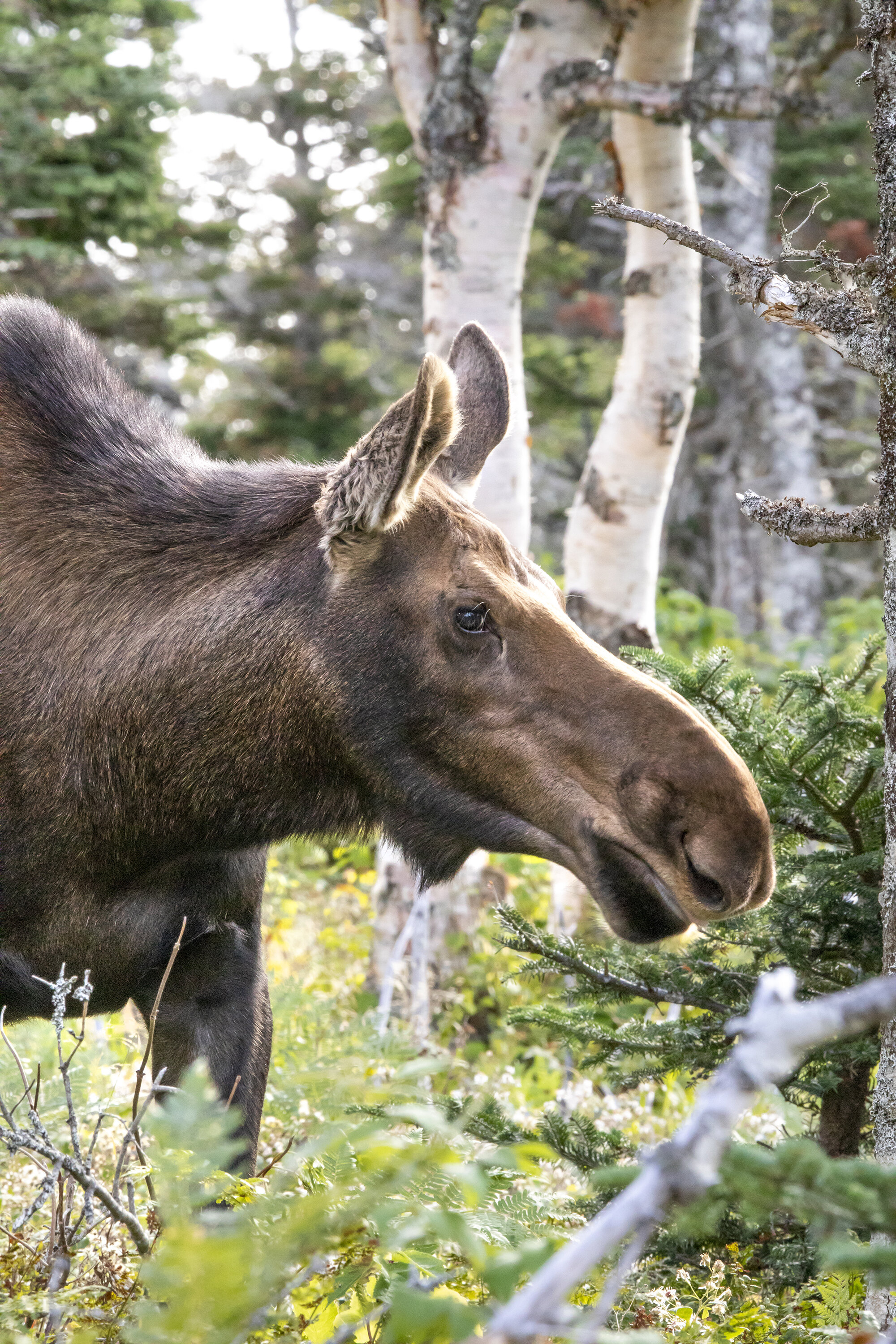Moose 1.jpg