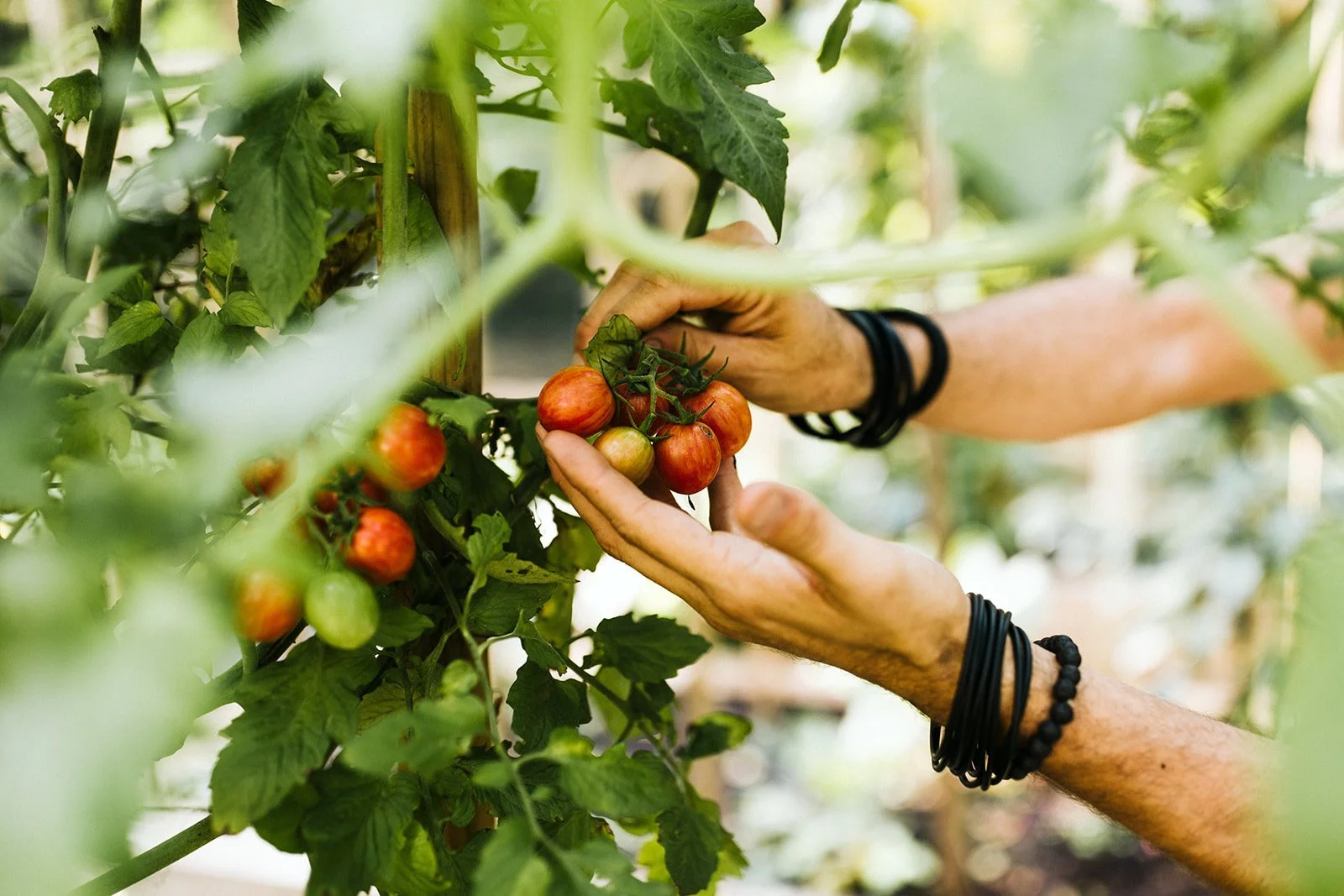 THE KITCHEN GARDEN